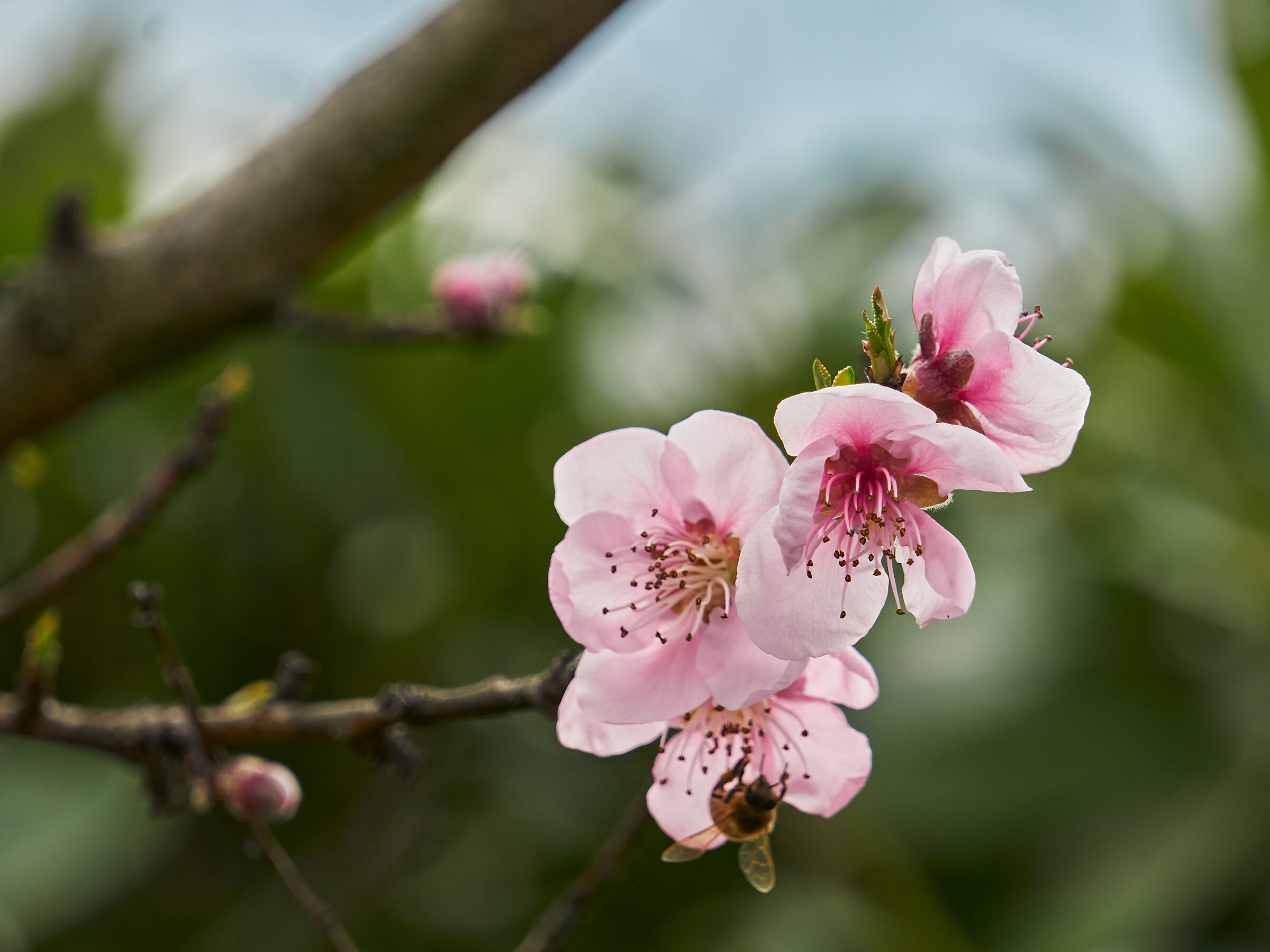 Peach blossoms