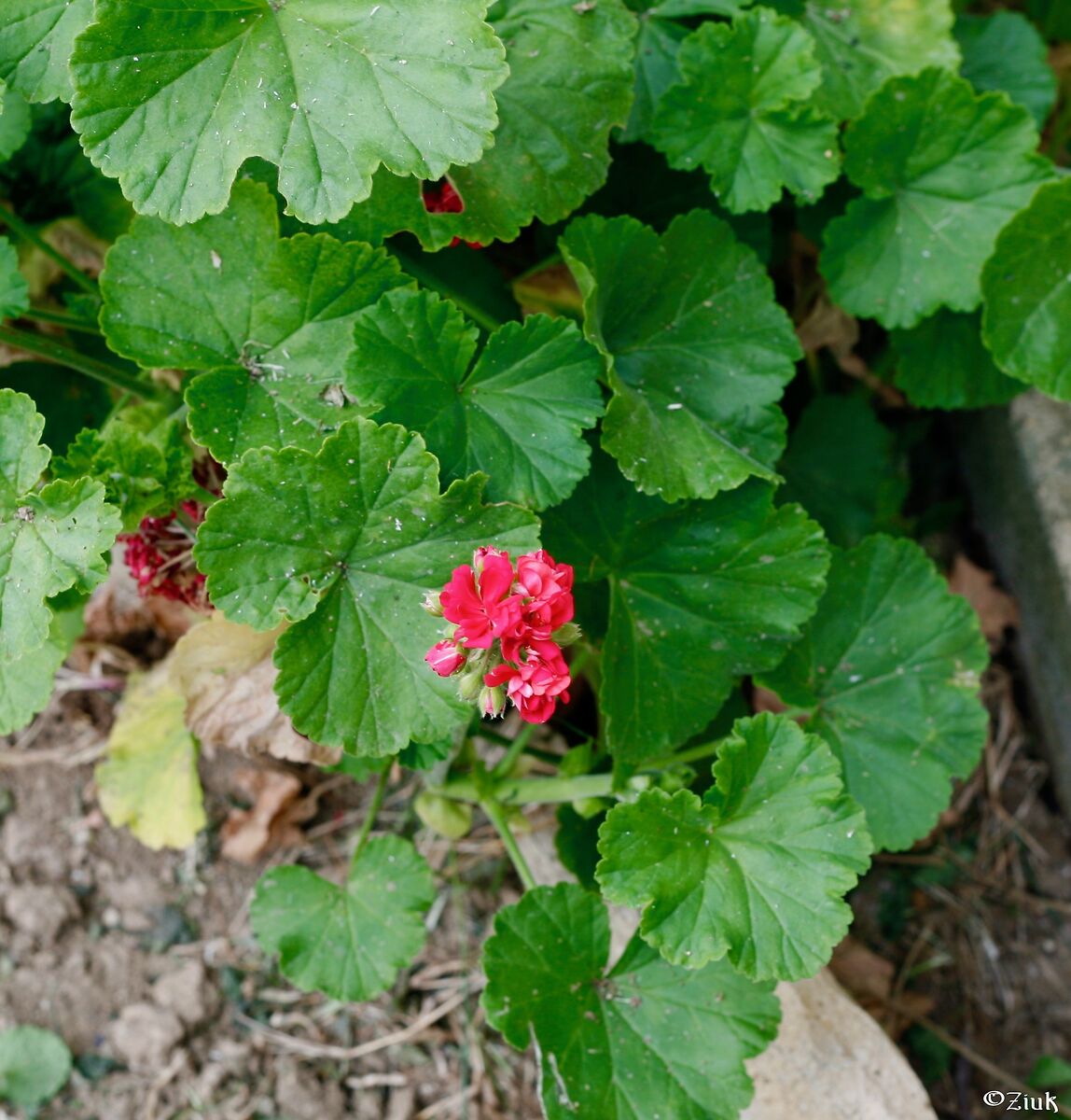 Geranium