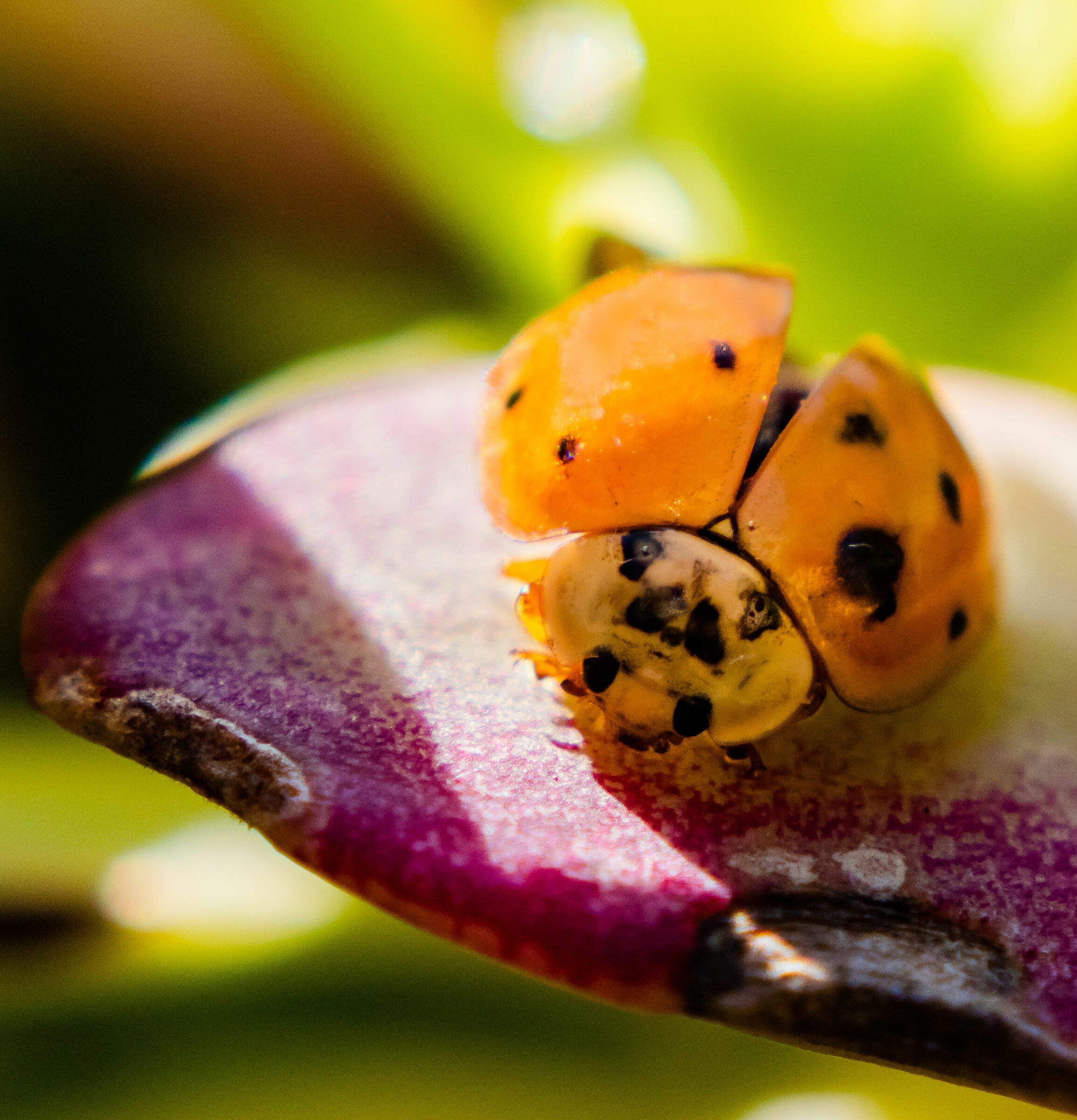 Harmonia axyridis su foglia