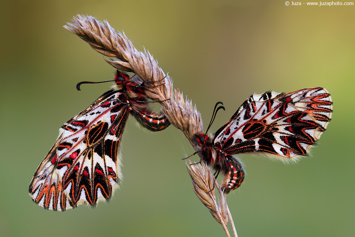 Zerynthia polyxena - 014001