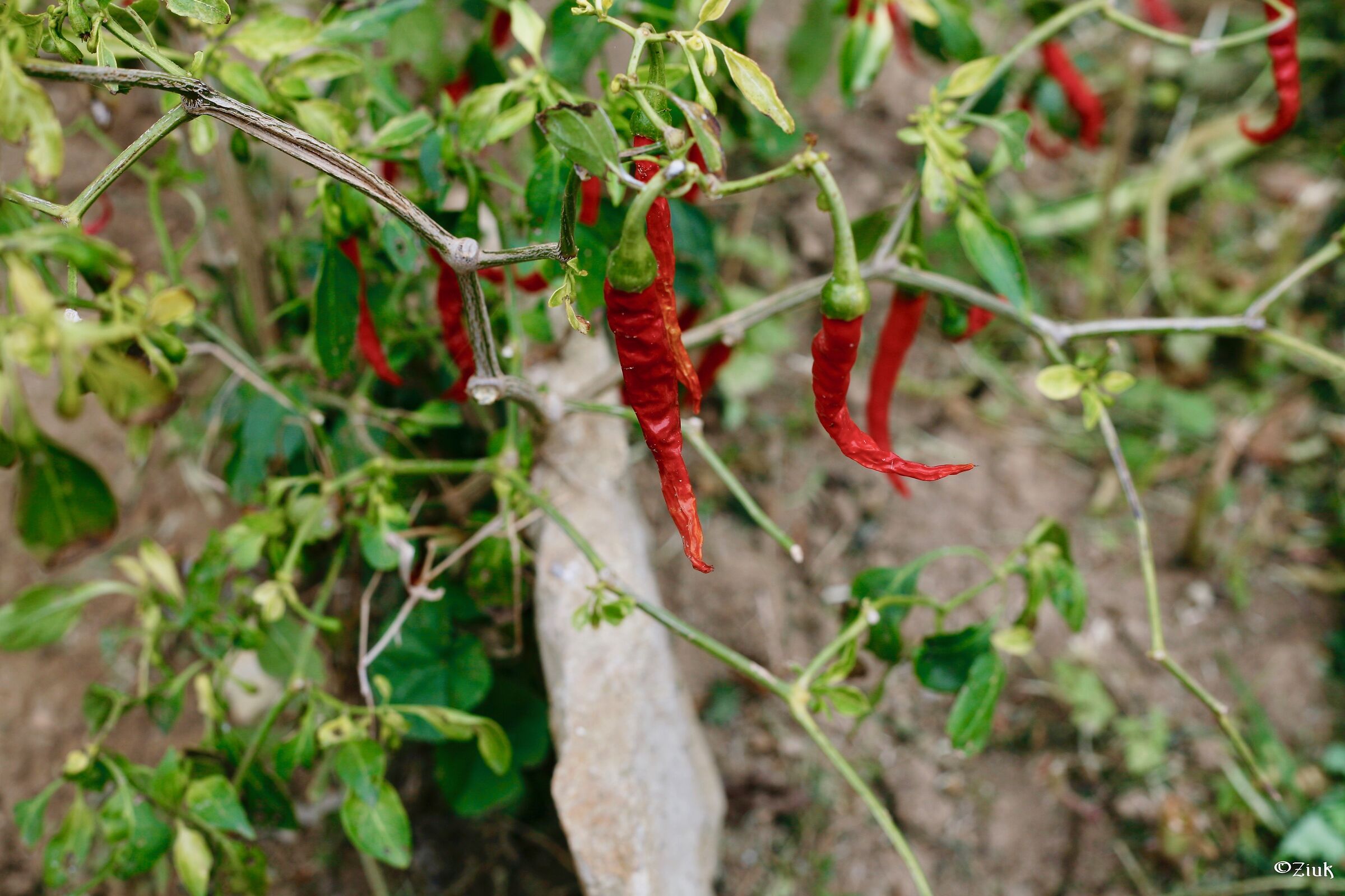 Chilli 1