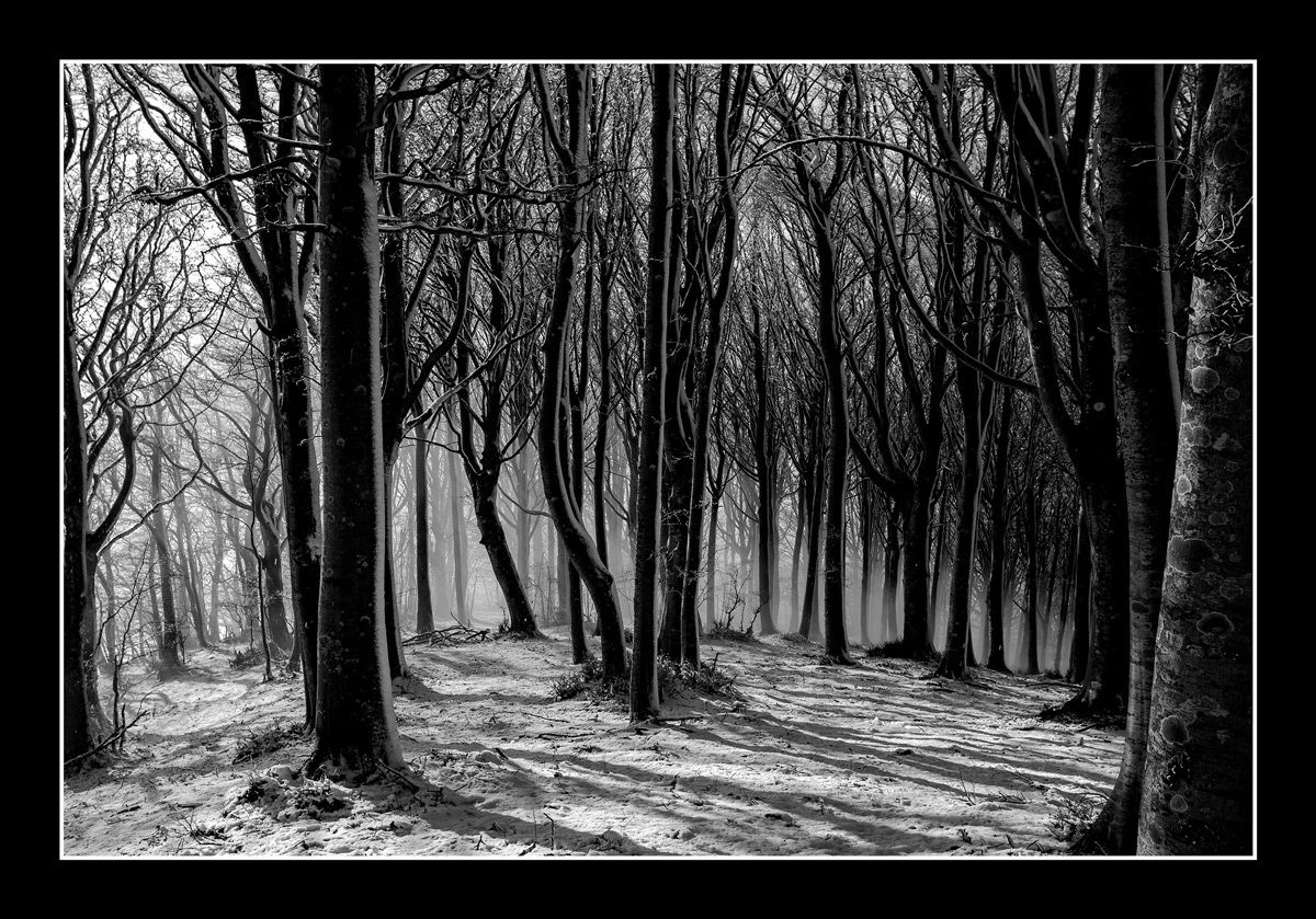 The forest in black and white