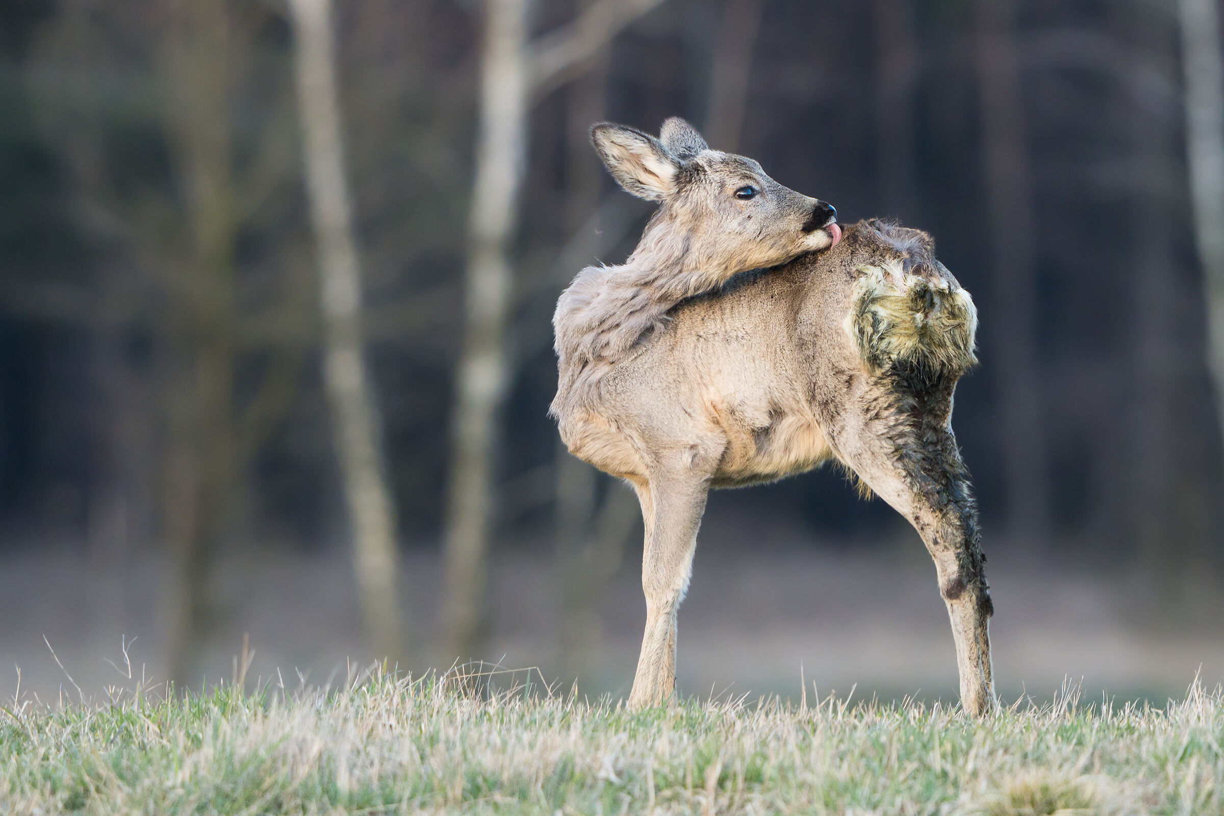 Roe deer (Capreolus capreolus)