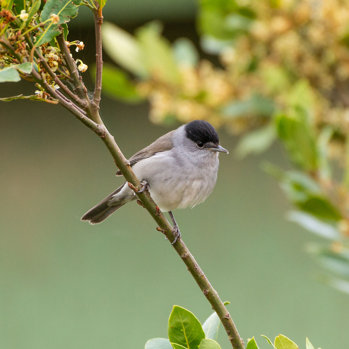 Capinera sull'alloro.