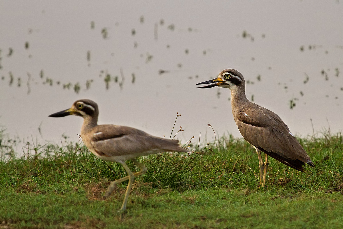 Occhione maggiore indiano