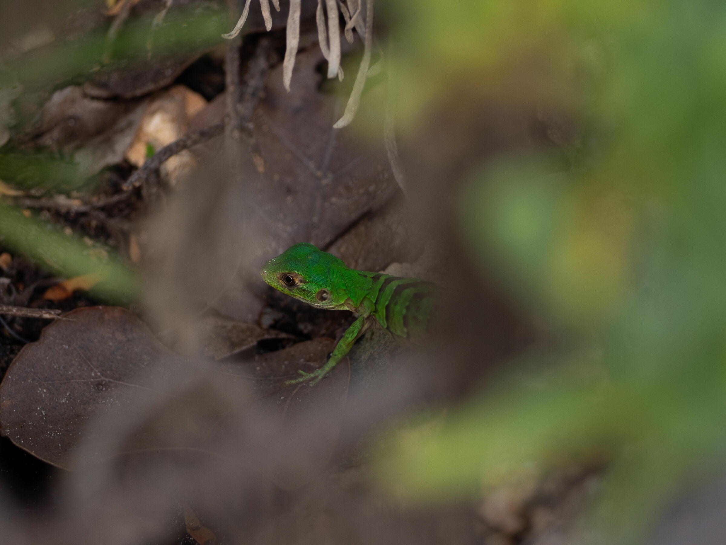 Where do you think you're going? Caught!