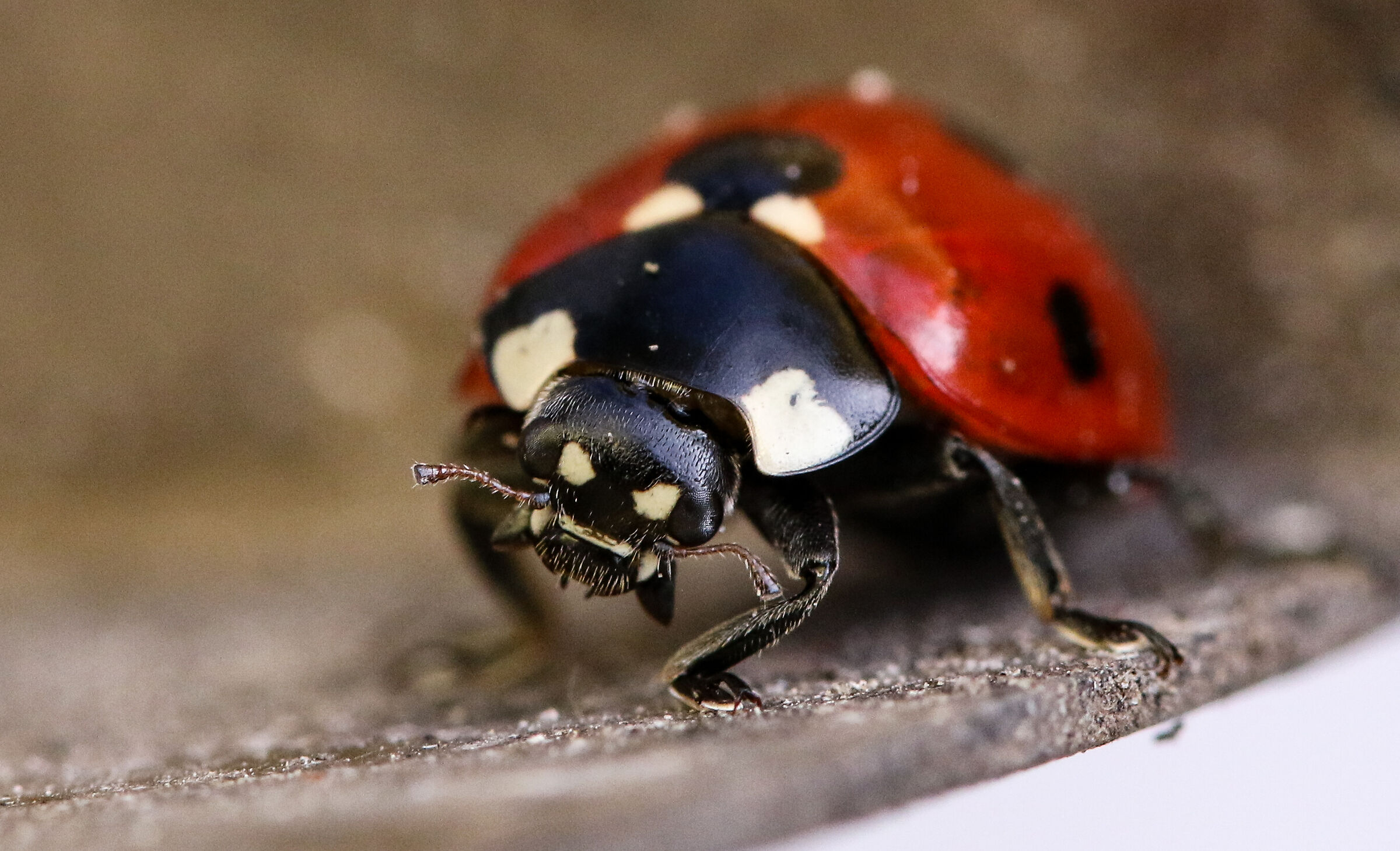 Coccinella