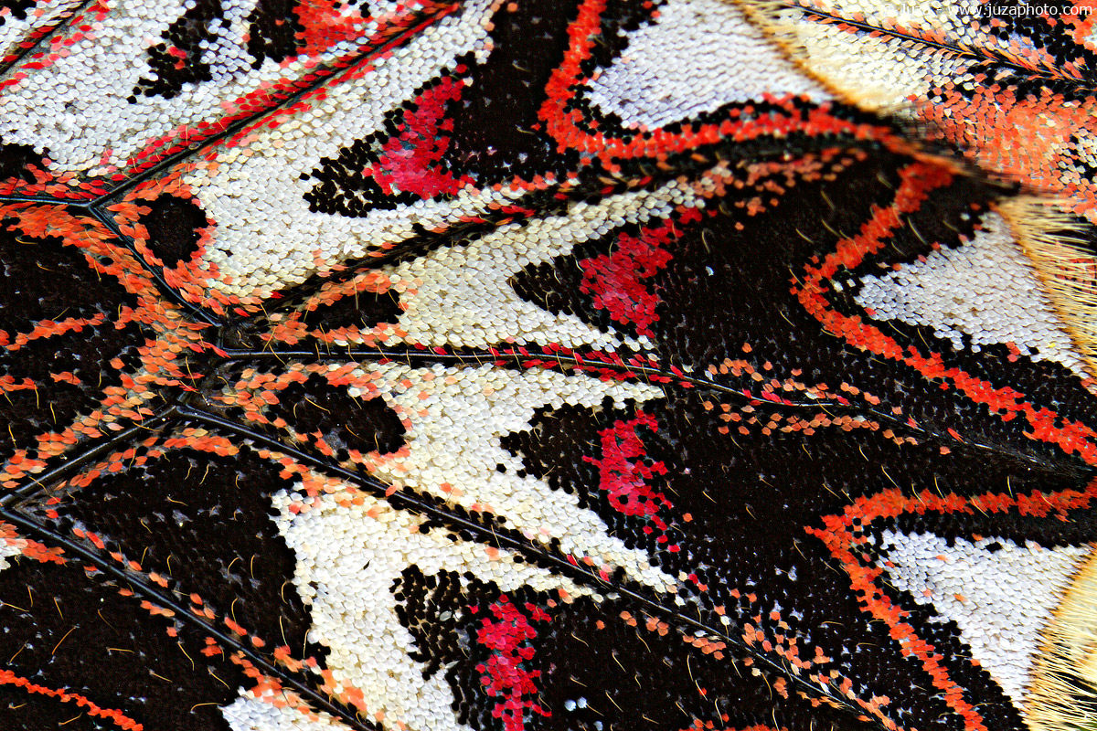 Zerynthia polyxena, 014013