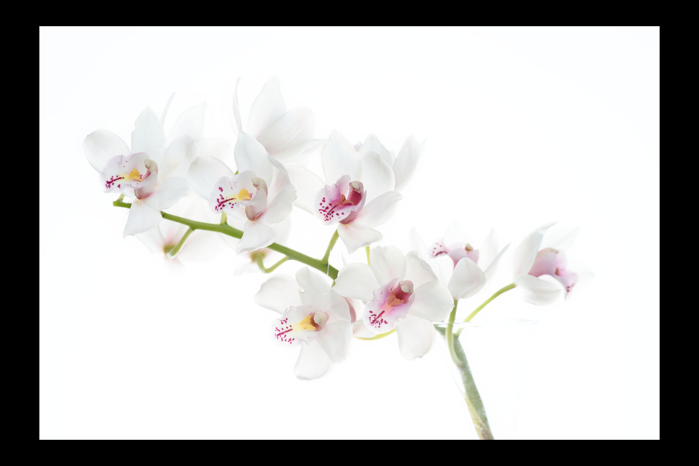 Orchidea