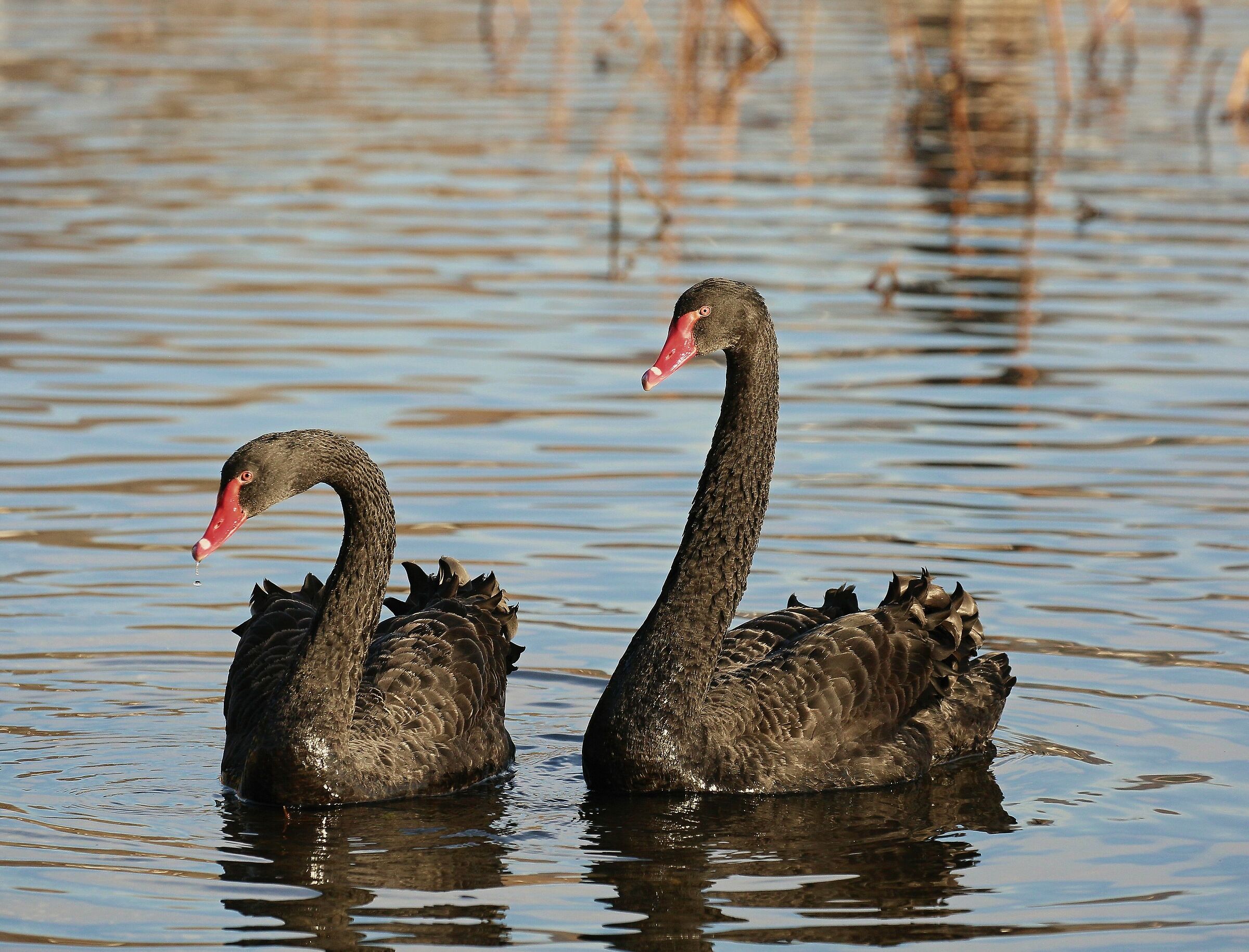 black swans