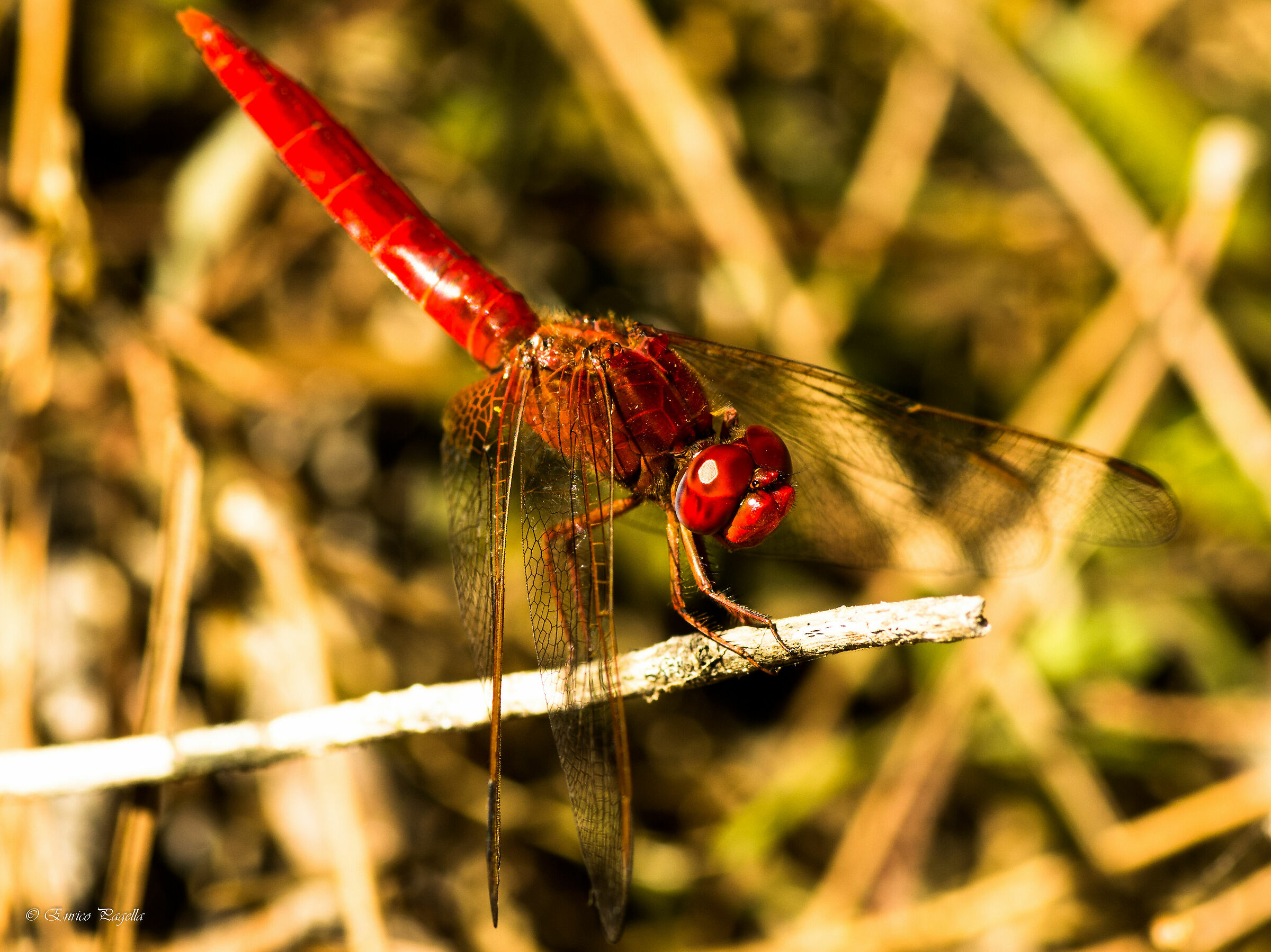 libellula rossa