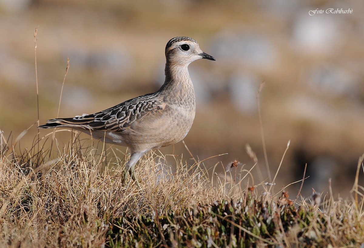 Piviere tortolino...