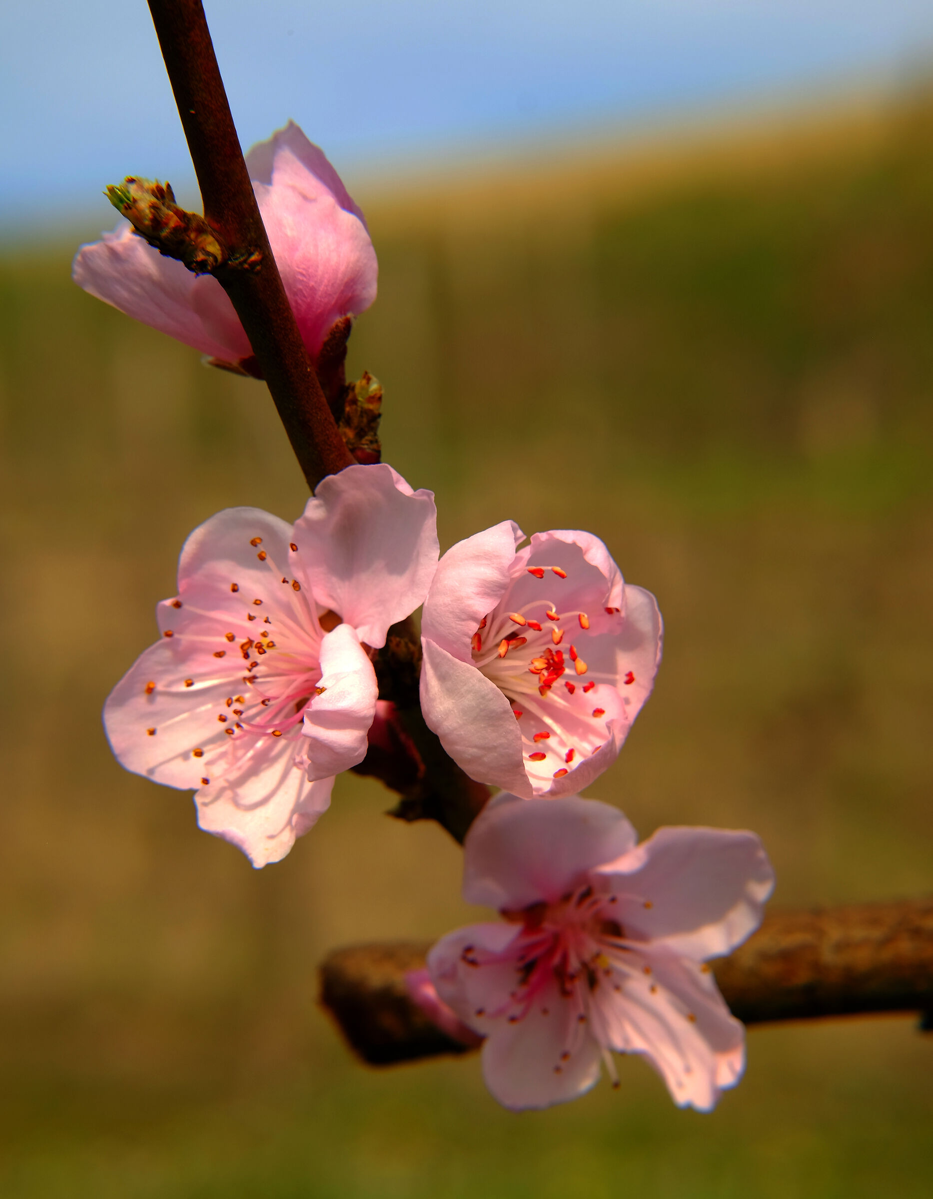 Pink peach flowers