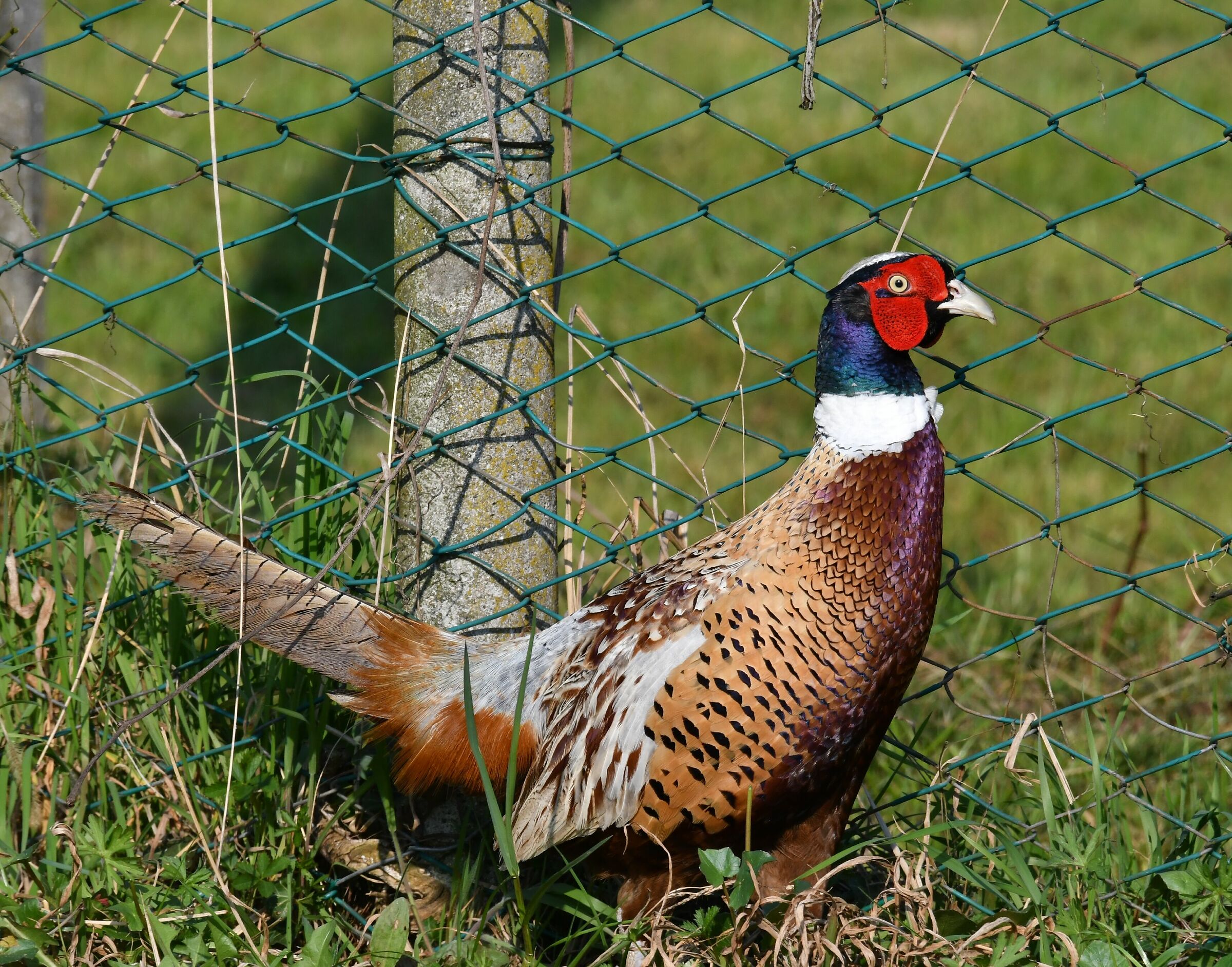 Fagiano maschio - Phasianus colchicus