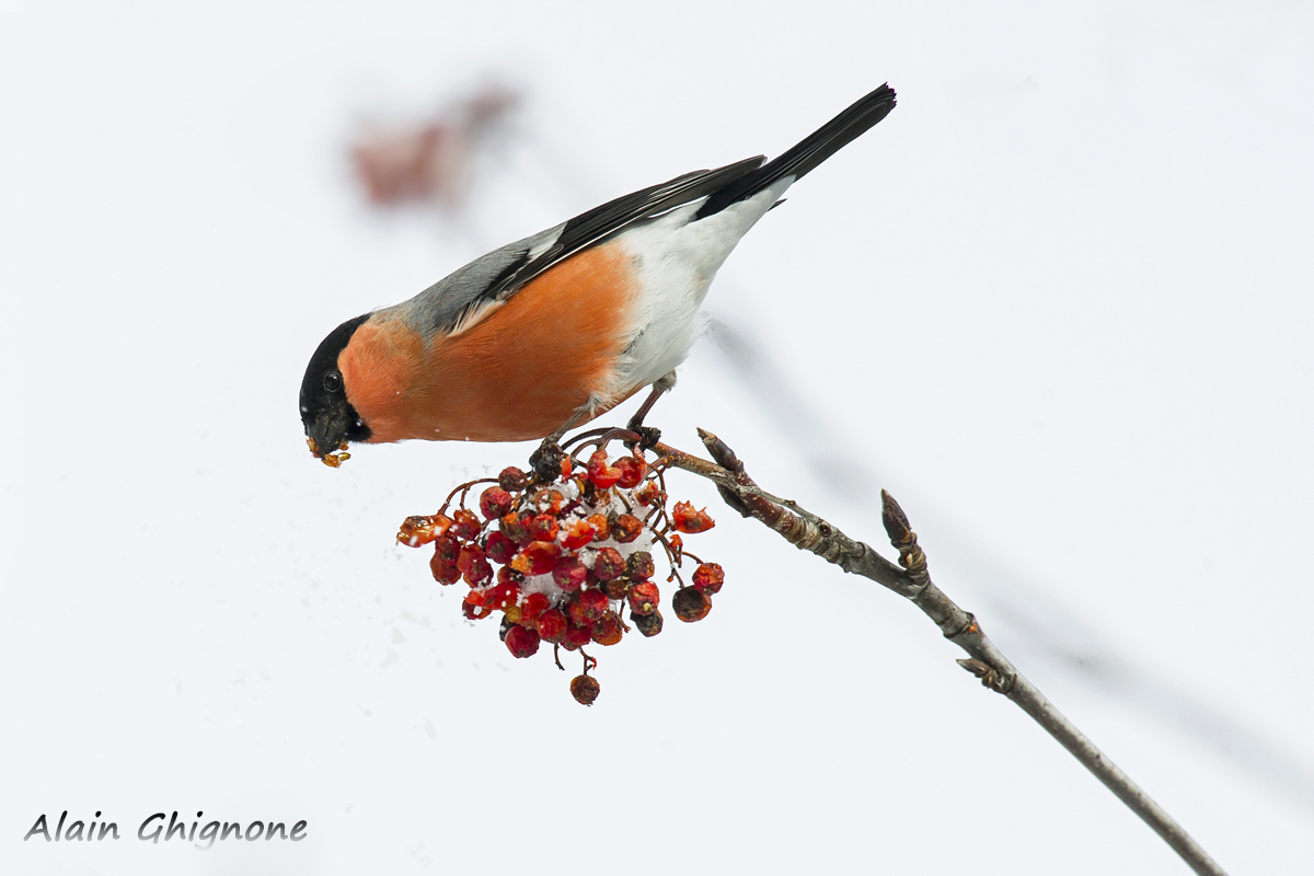 Bullfinch male .. in white
