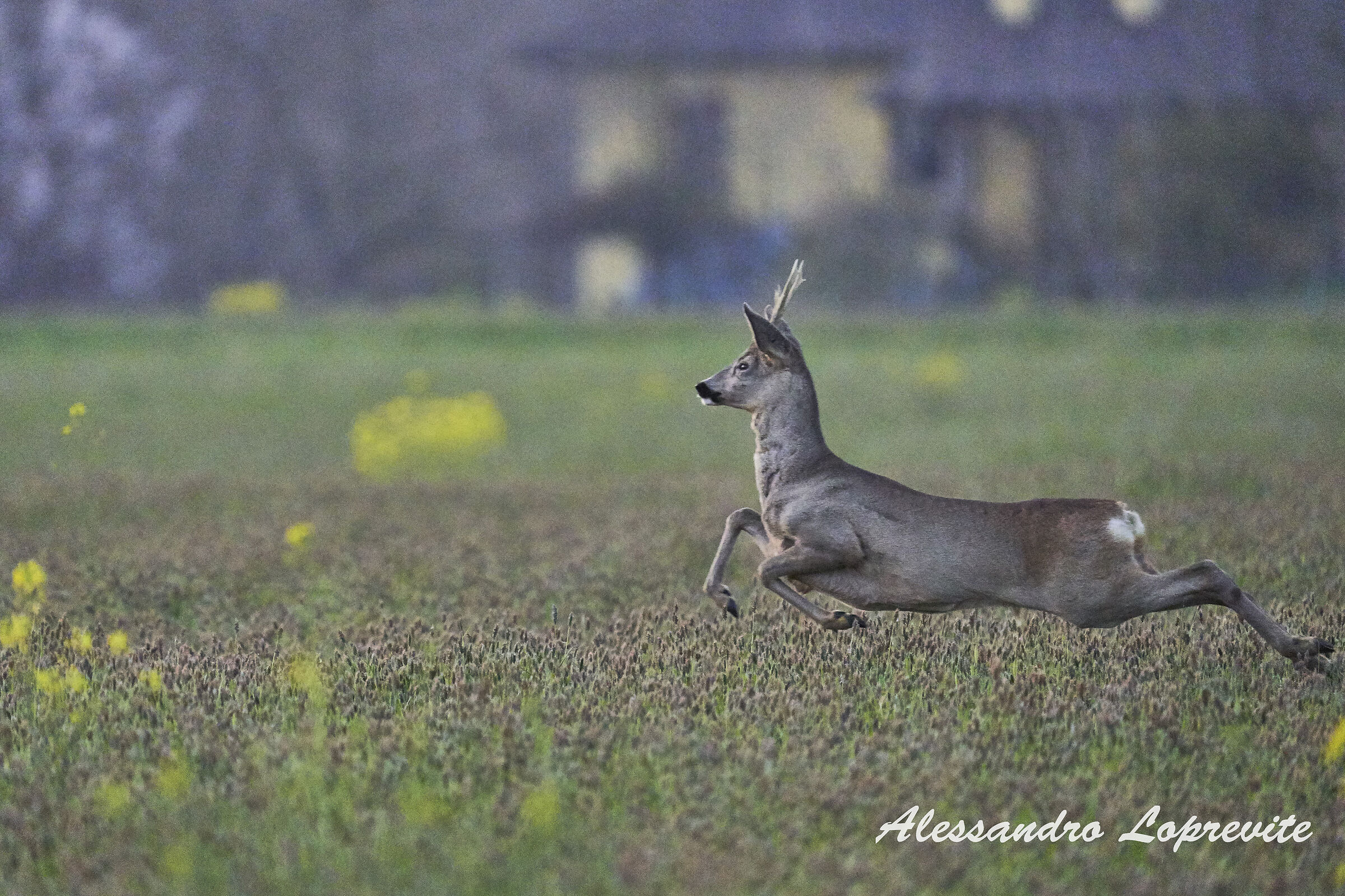 A spasso per i campi