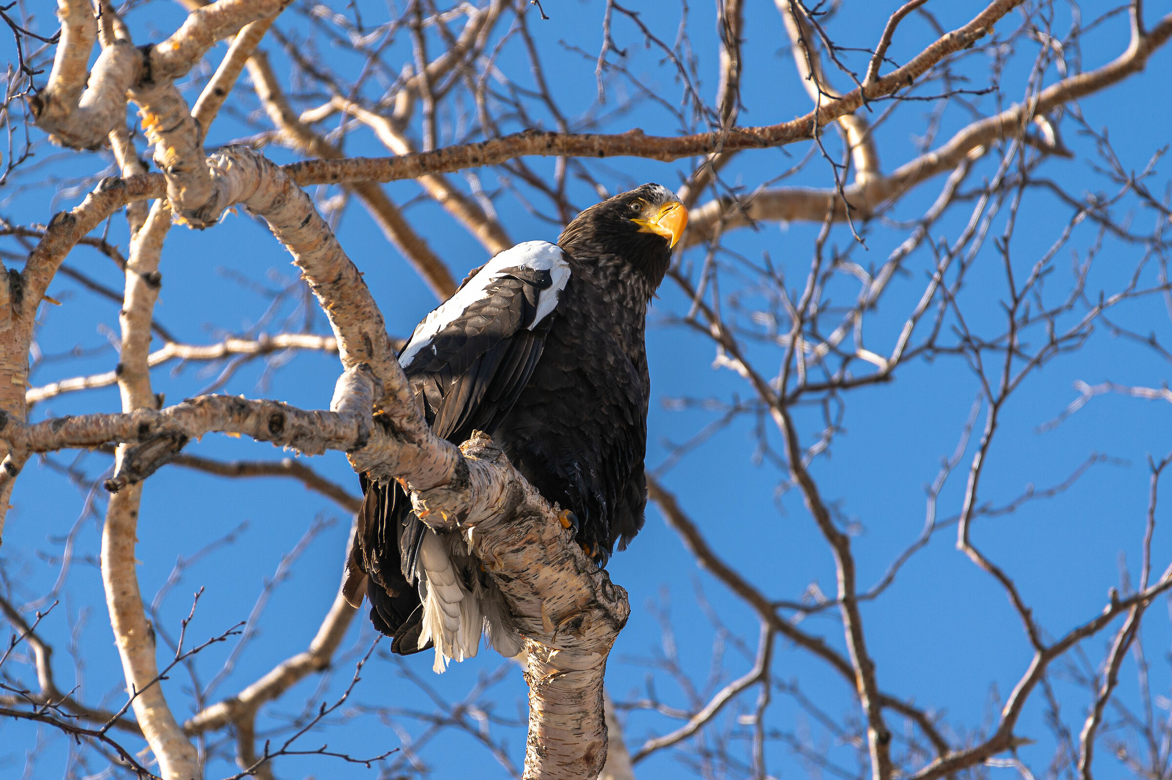 Aquila di mare di Steller