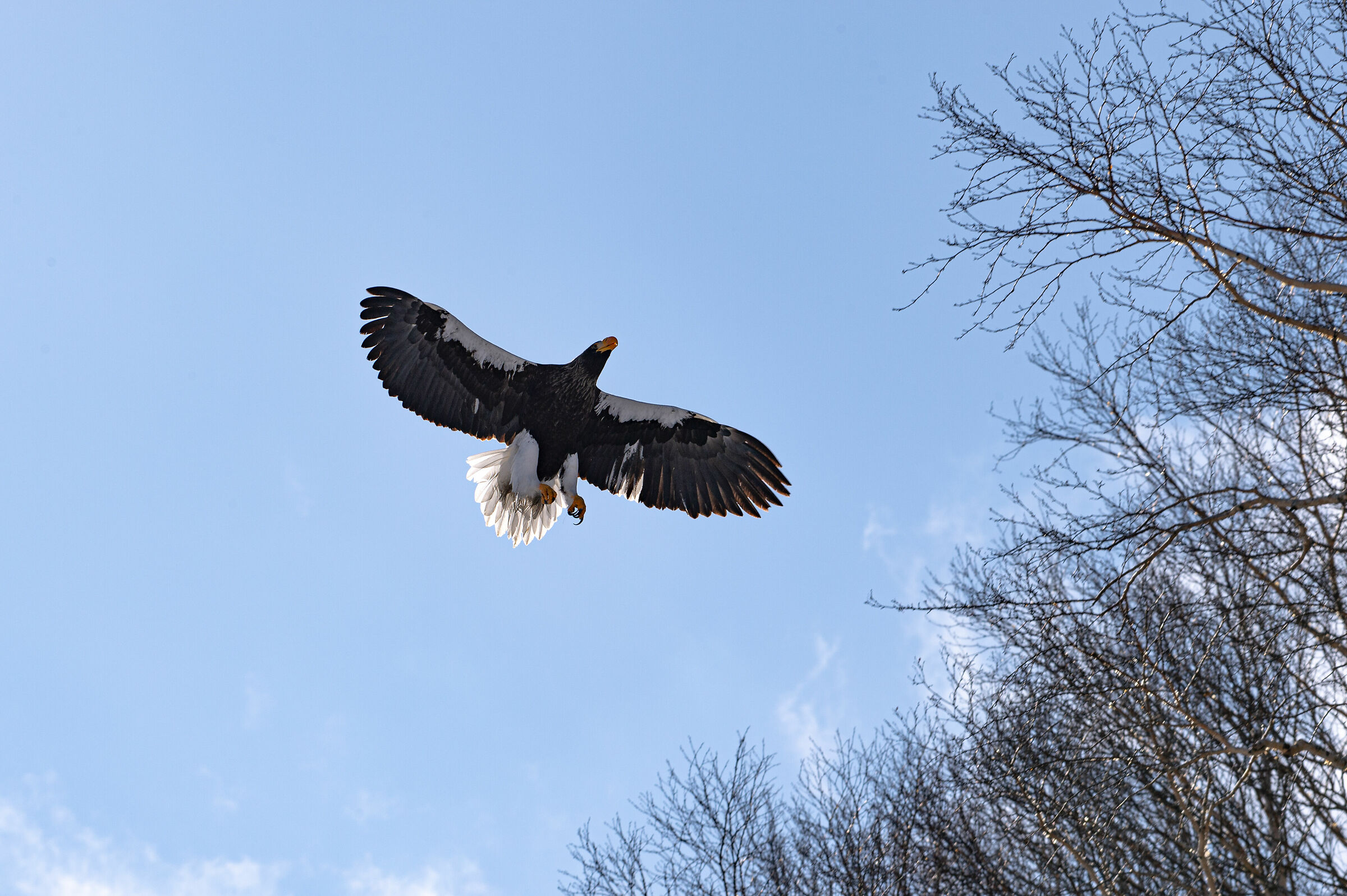 Aquila di mare di Steller