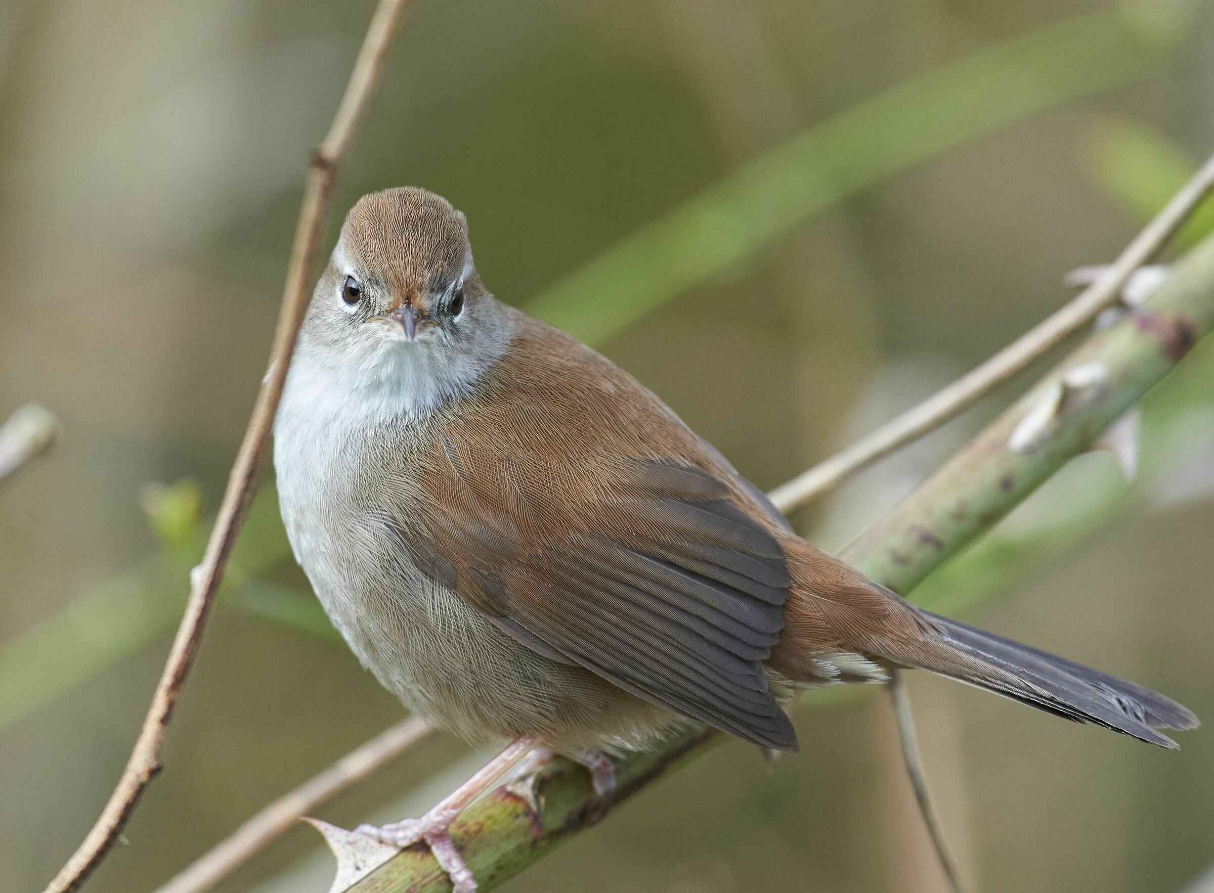 Cetti's warbler