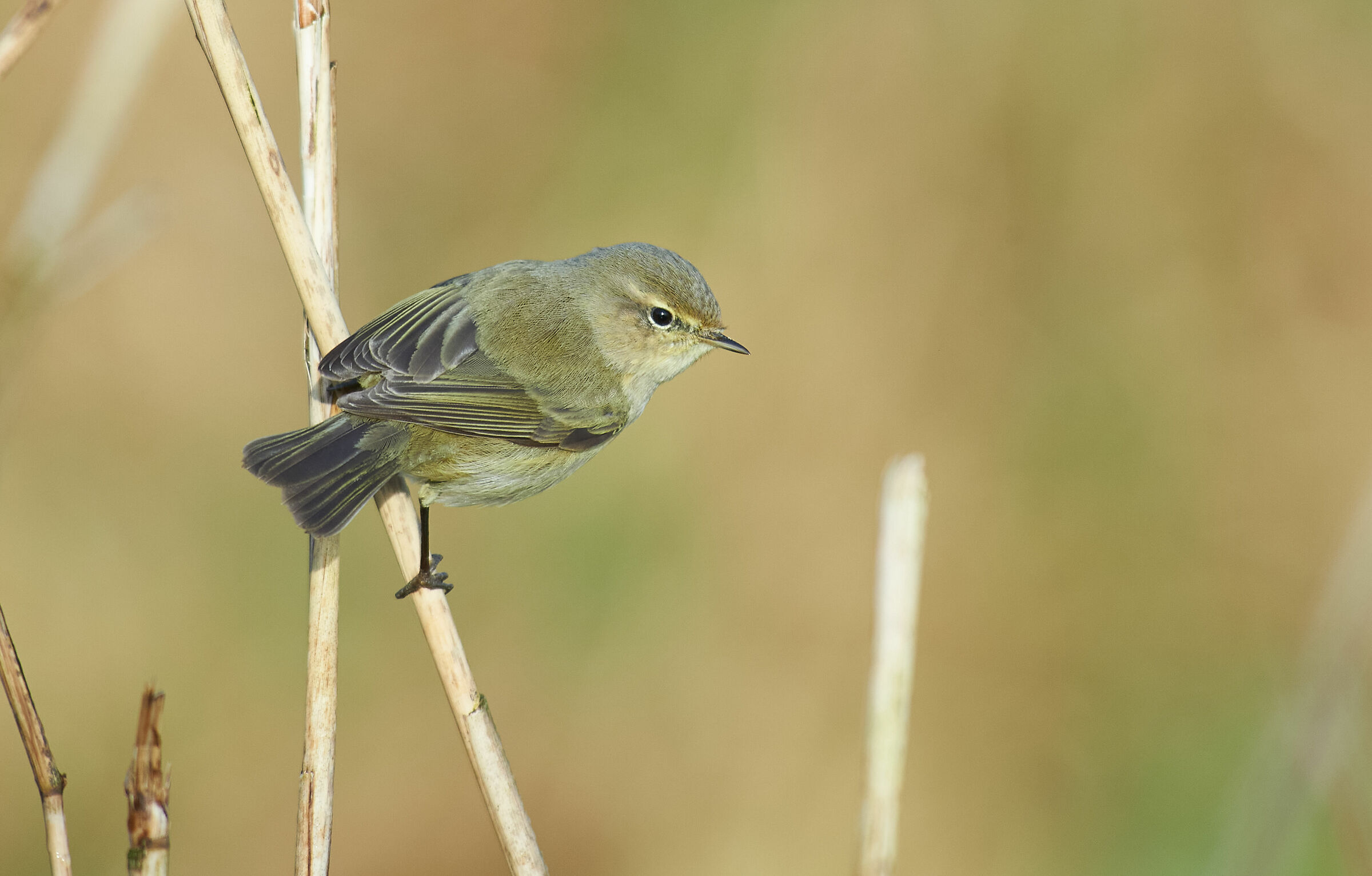 Common chiffchaff