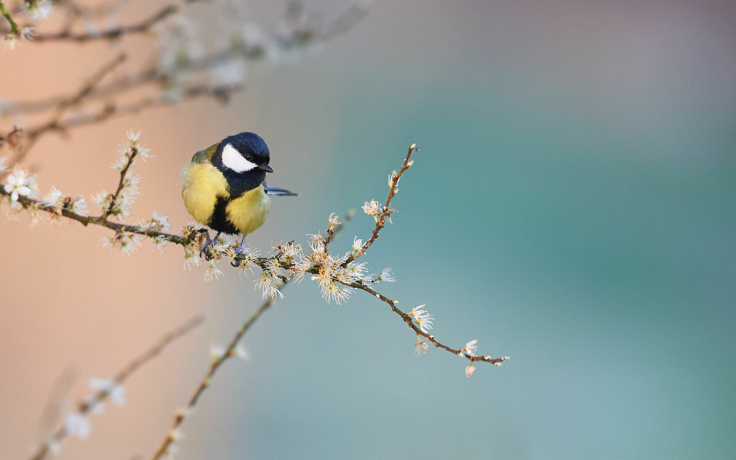 Great tit