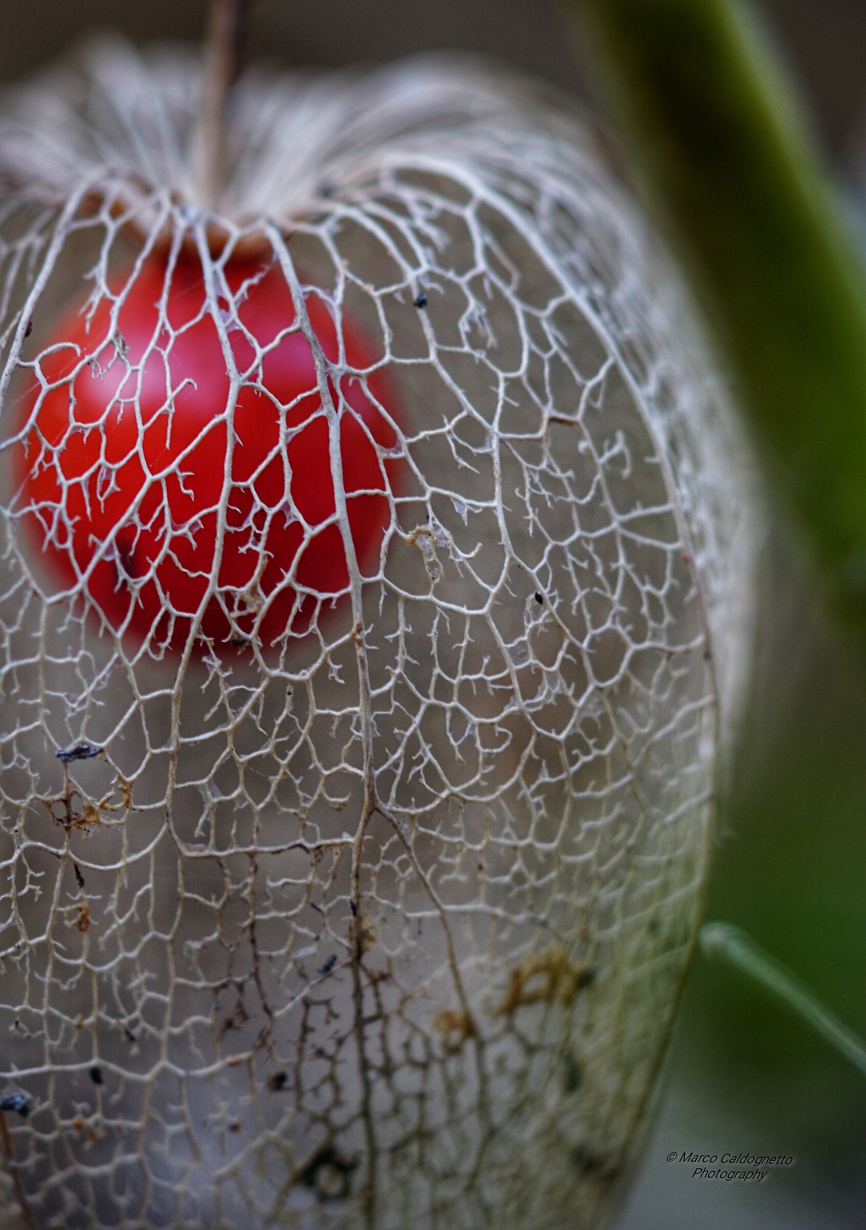 Alchegengi/ phiysalis