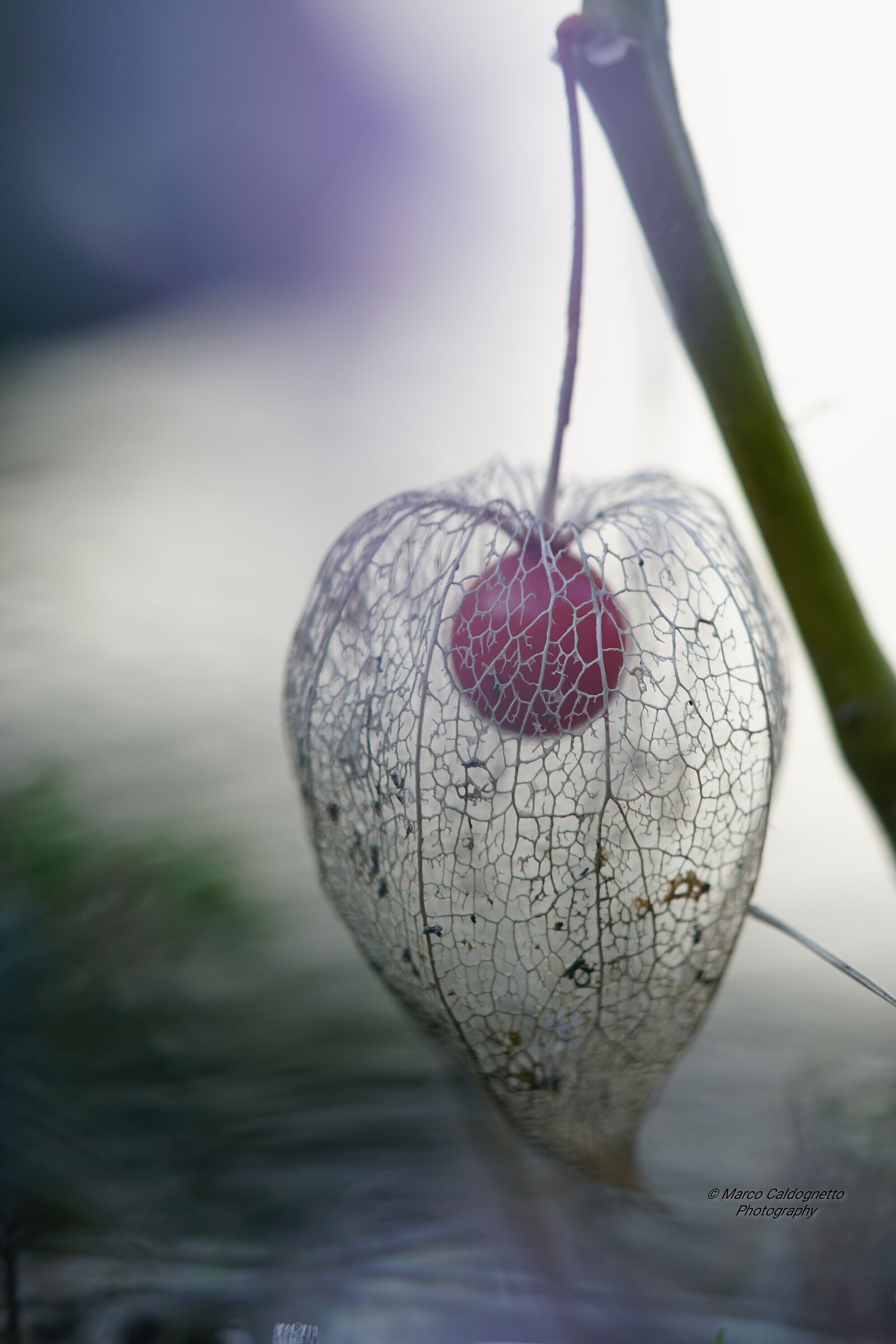 alchegengi/ phiysalis.