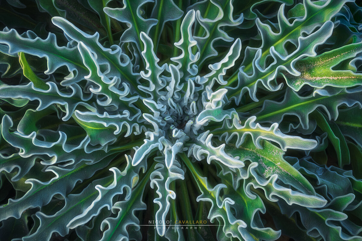 Psychedelic pattern - Matthiola Sinuata