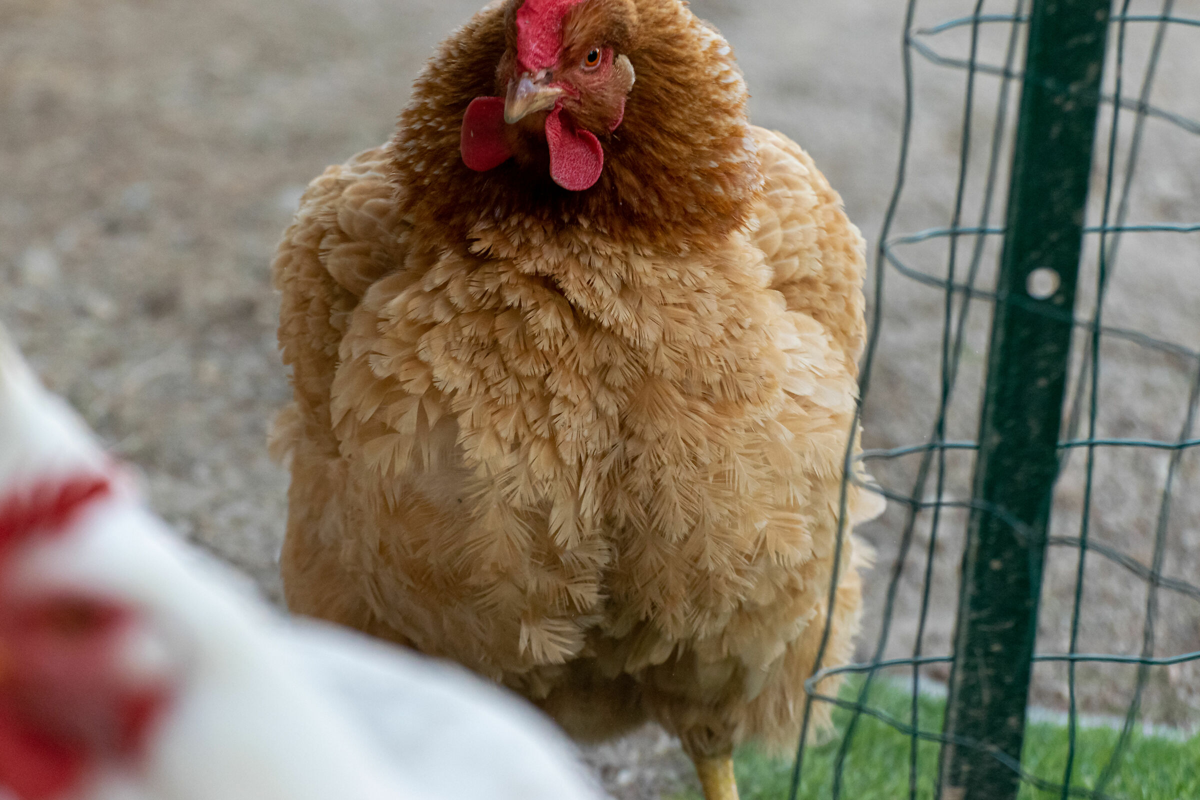 Inflated hen (Gallus sinae)