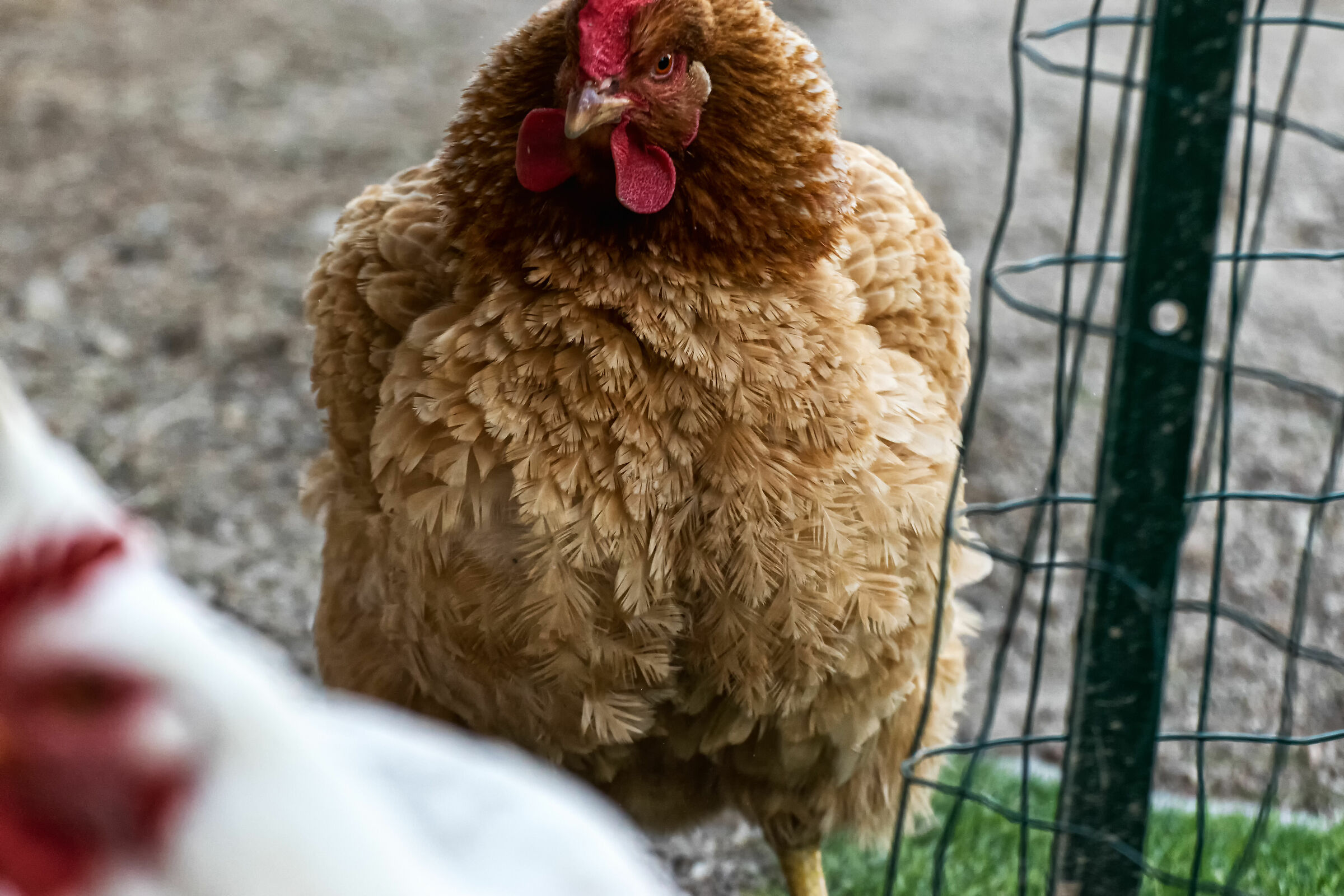 Inflated hen (Gallus sinae) 2.0