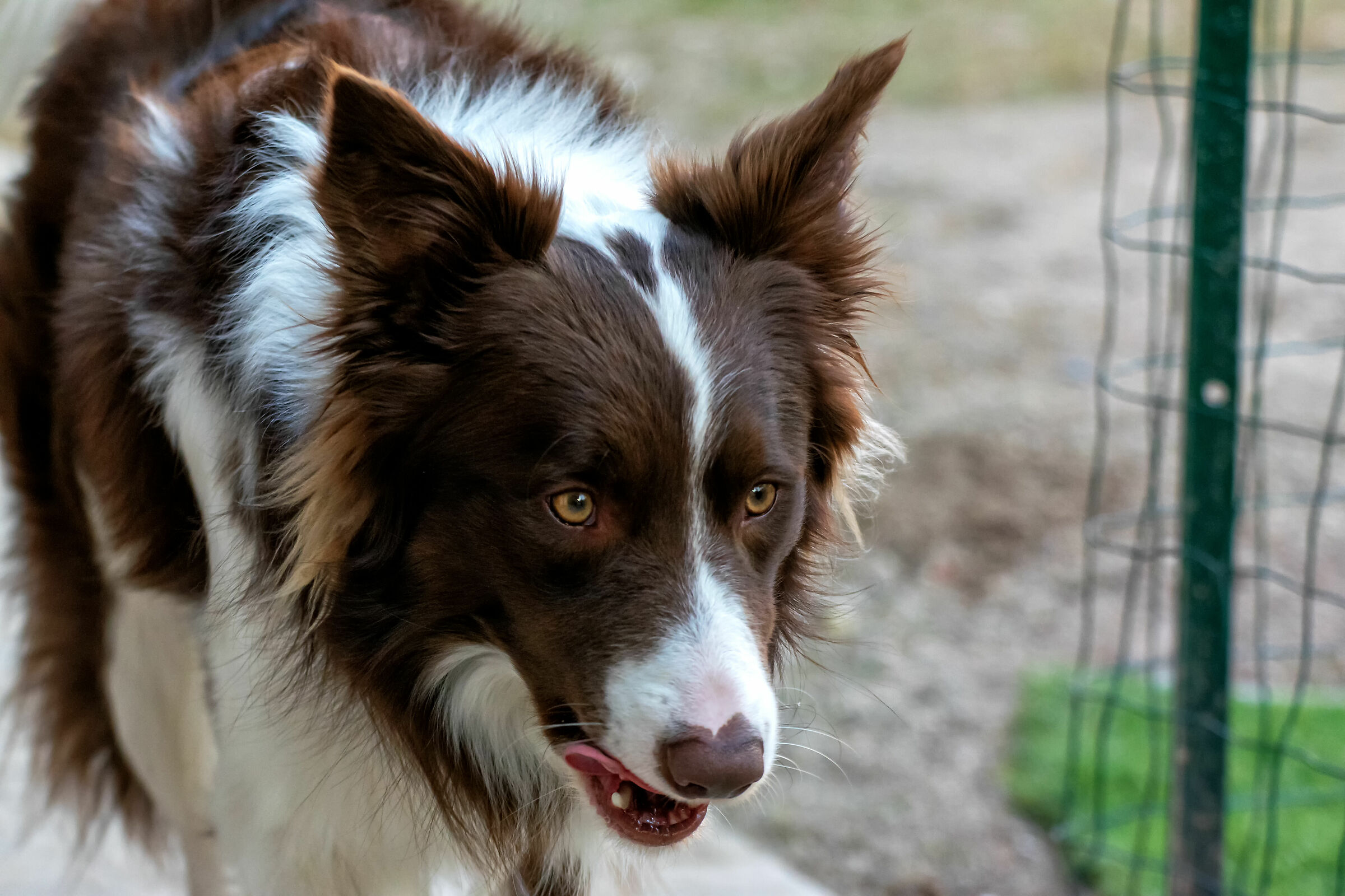 Dog (Canis lupus familys) 2.0