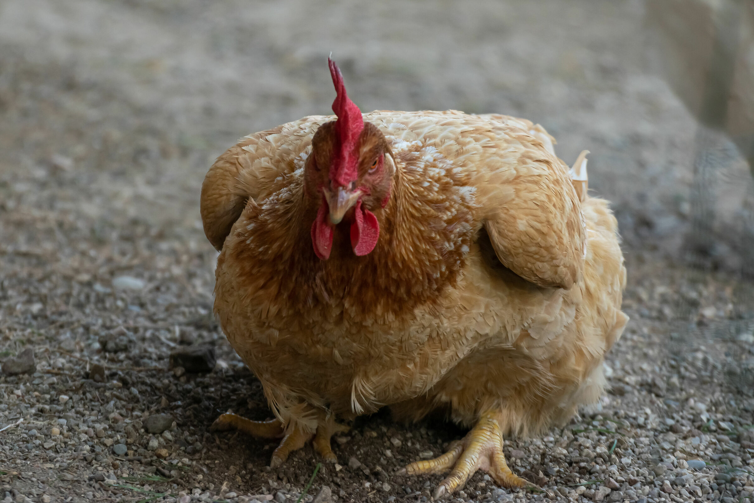Hen China (Gallus sinae) Original
