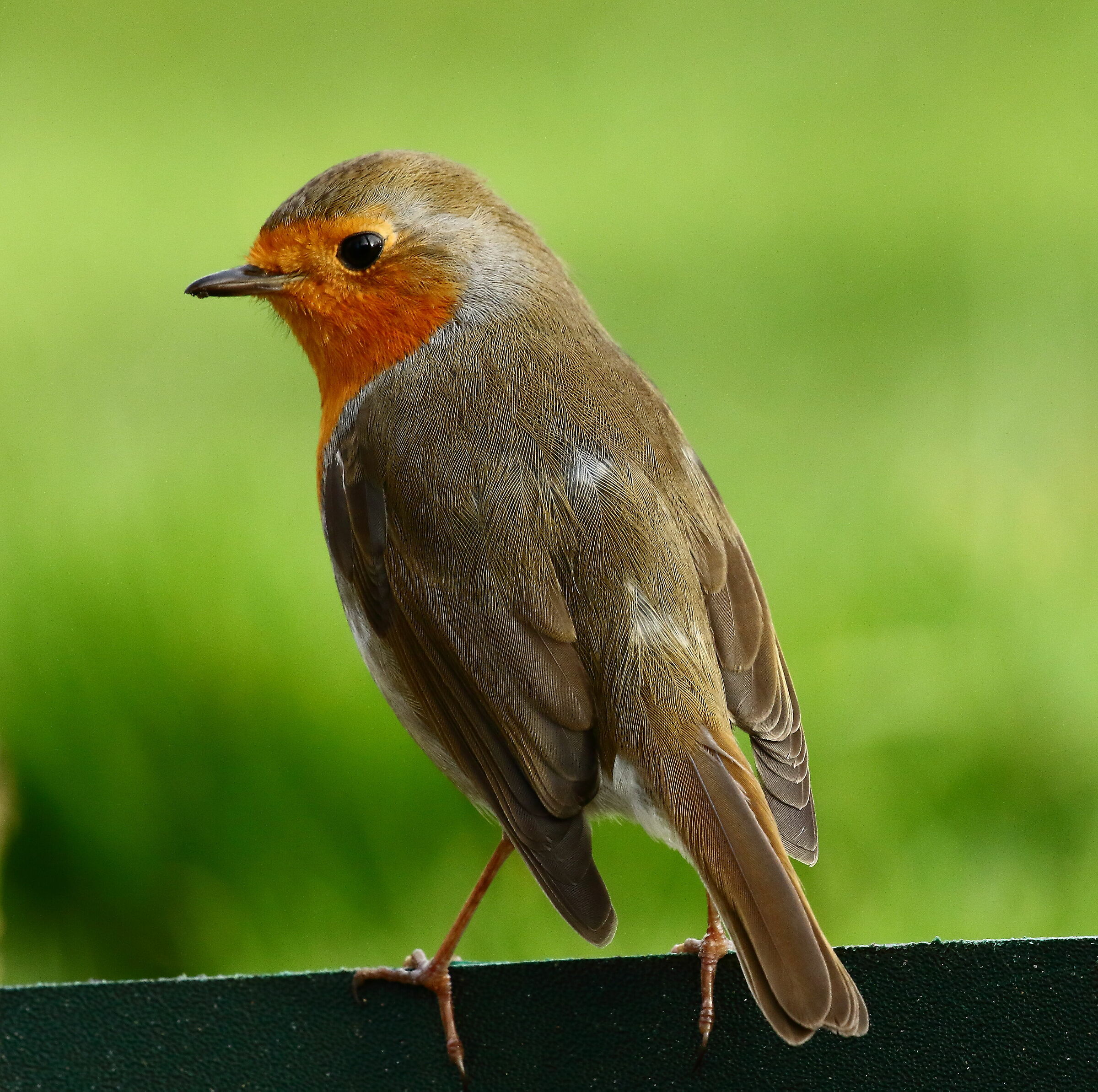 Red robin at the first sun in the morning