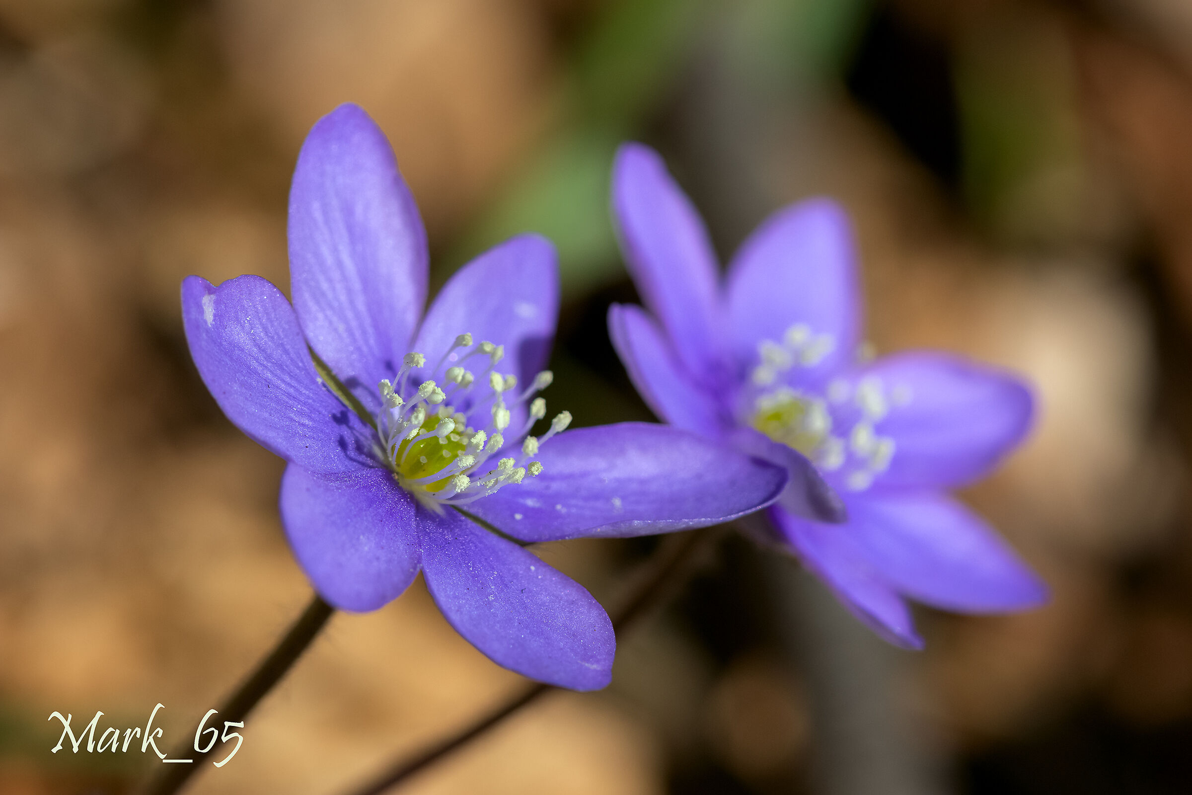 Hepatica nobilis