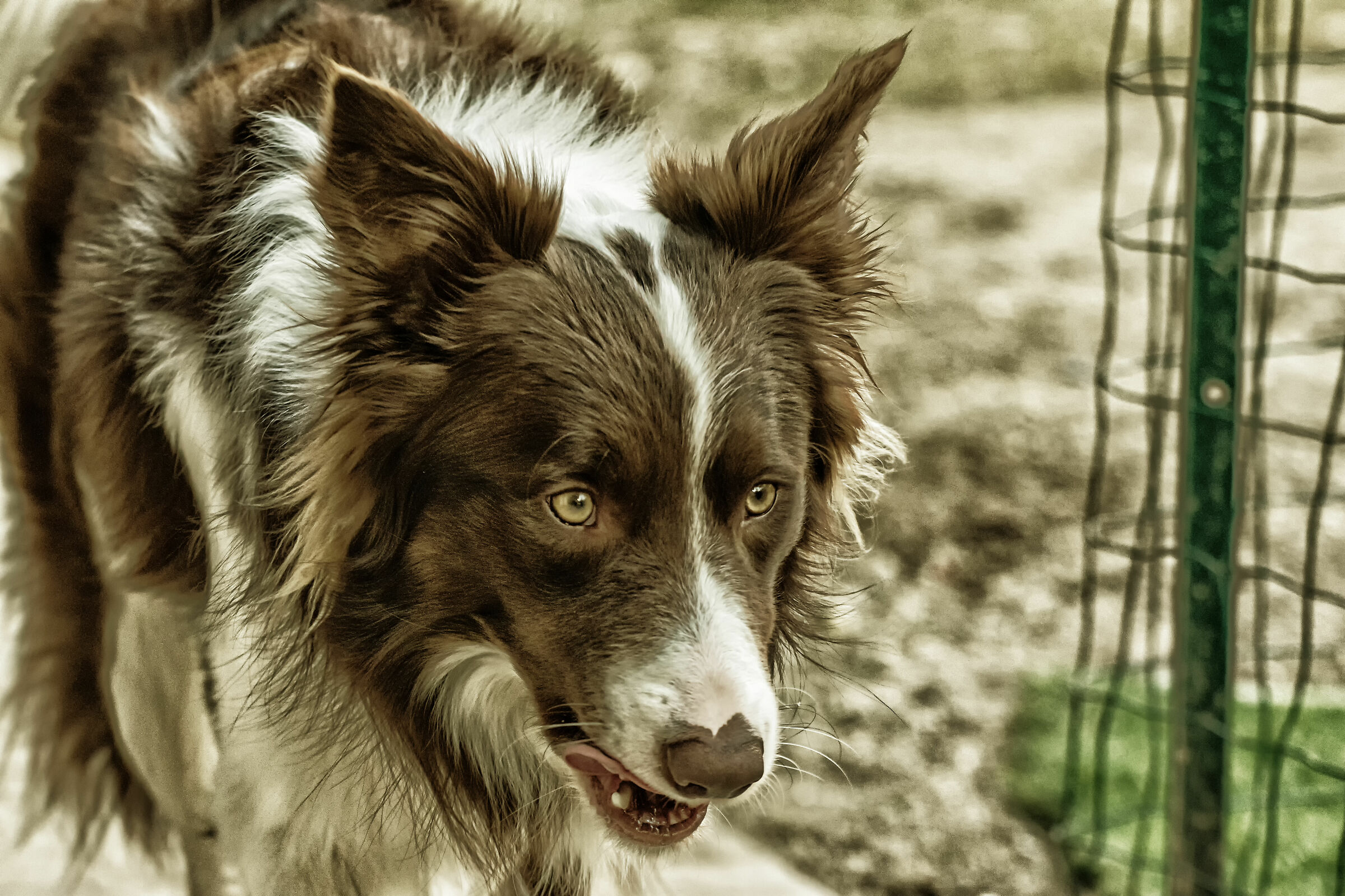 Dog (Canis lupus familys) 2.0 Gold