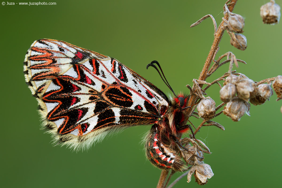 Zerynthia polyxena, 013999