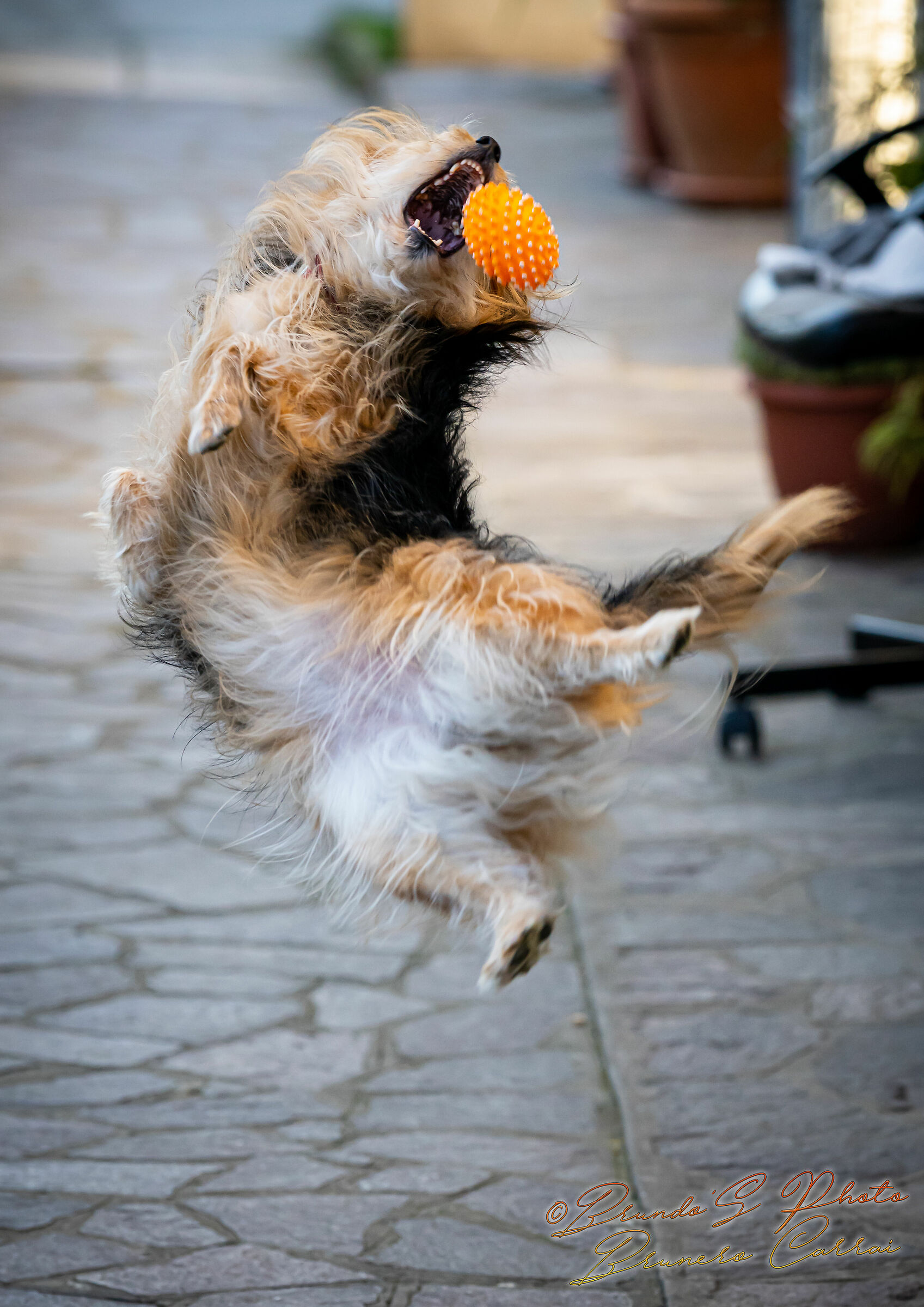 Kira: the dog believed to be a kangaroo I