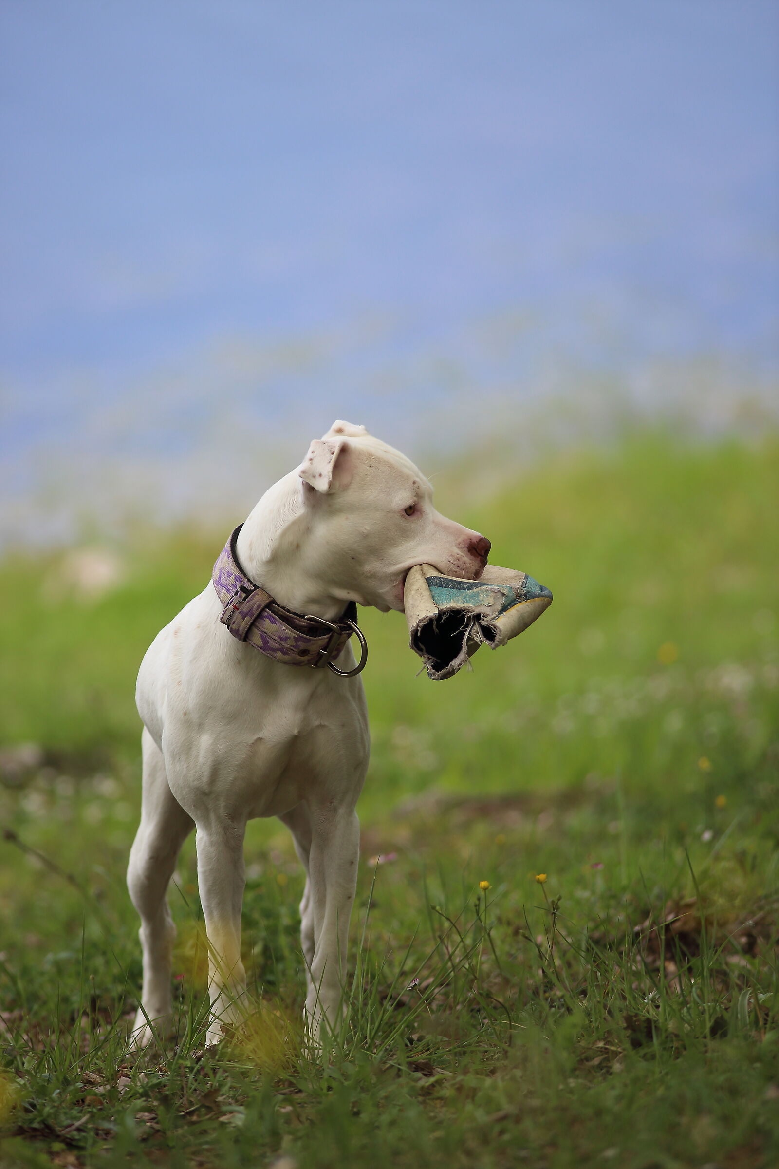 Who plays with me???