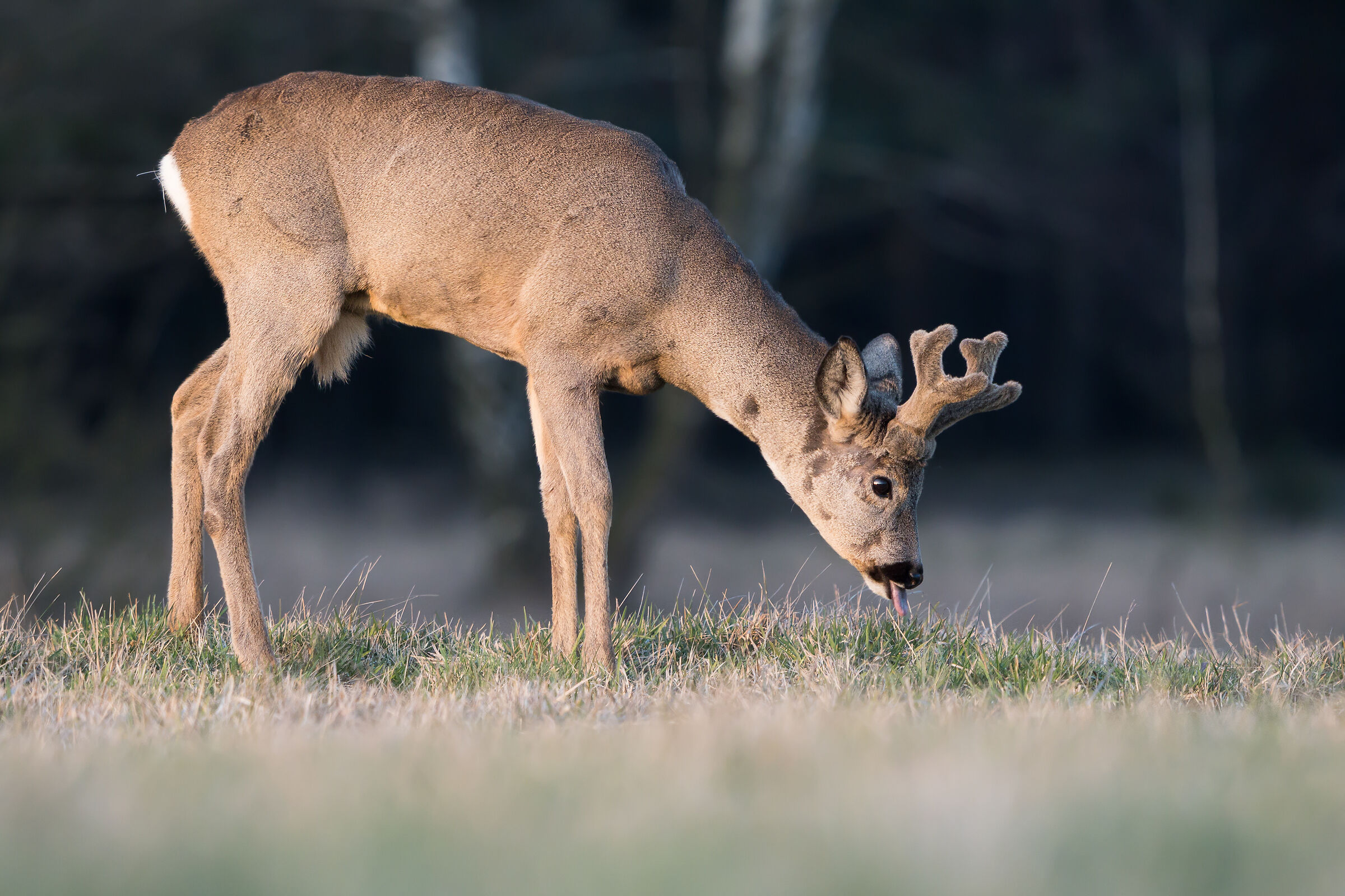 Roe deer (Capreolus capreolus)