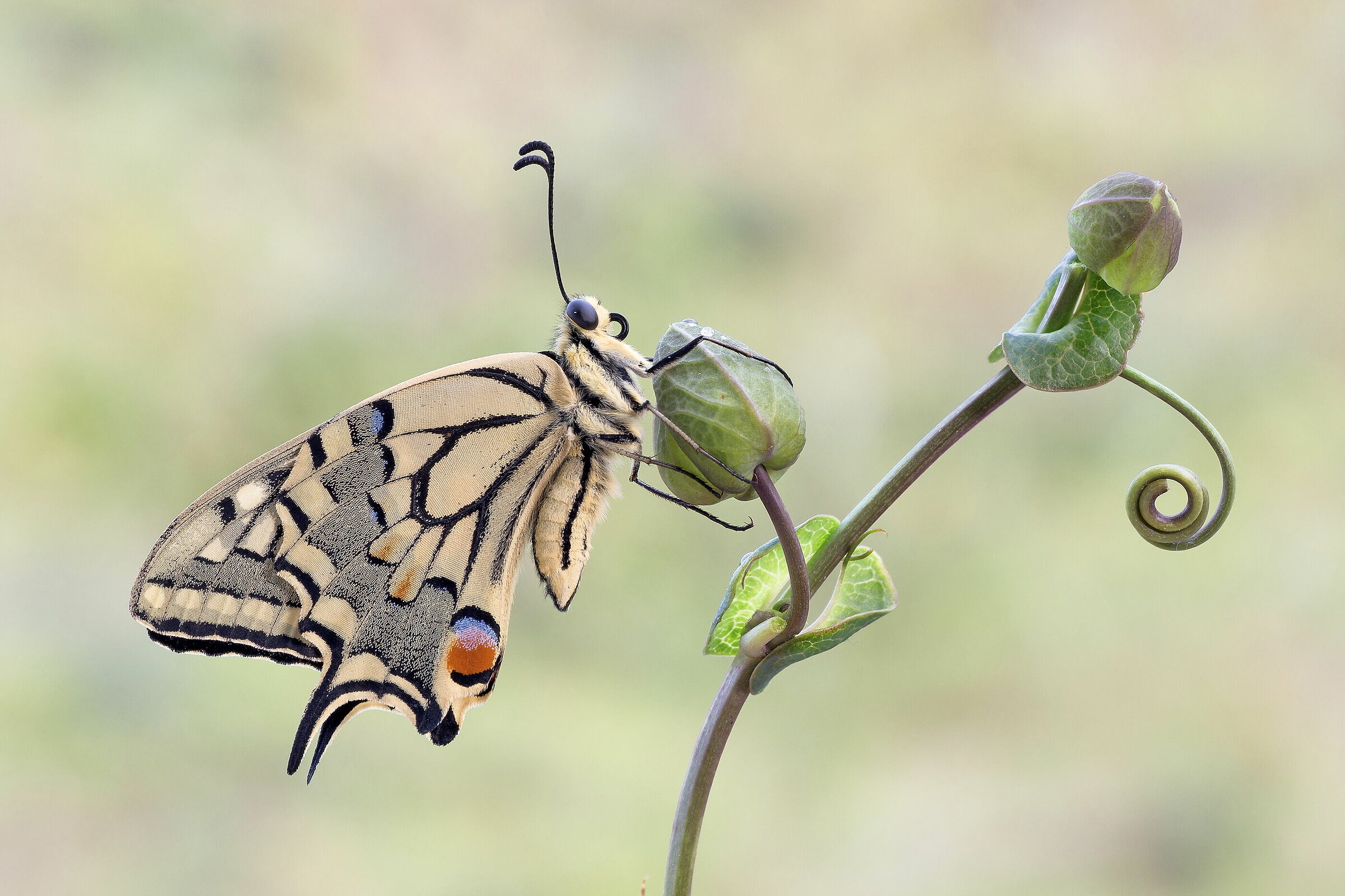 Papilio machaon.