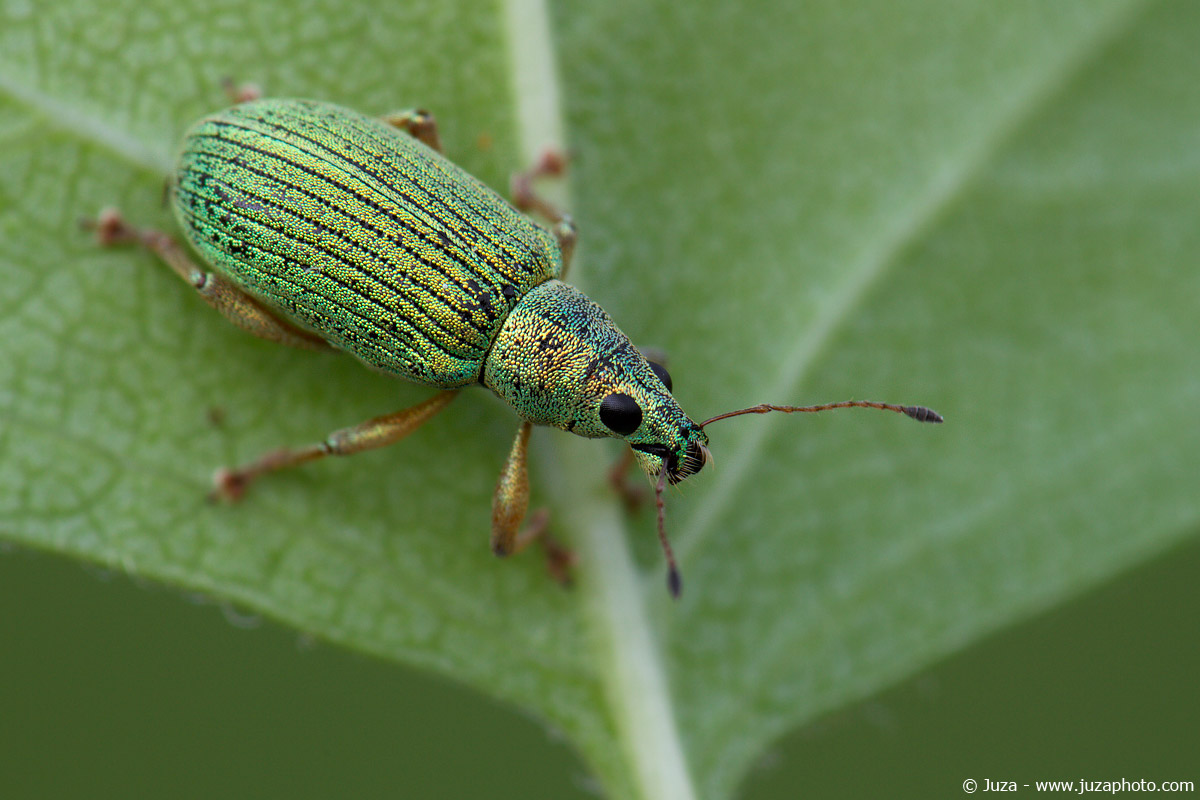 Polydrusus sericeus, 014016