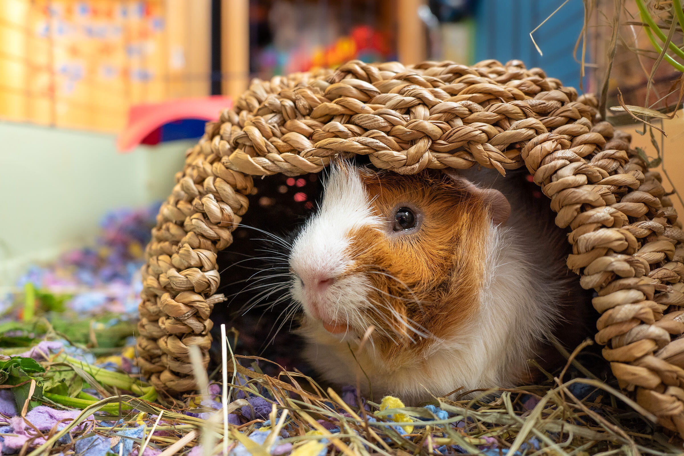 Tony - il maiale guineea