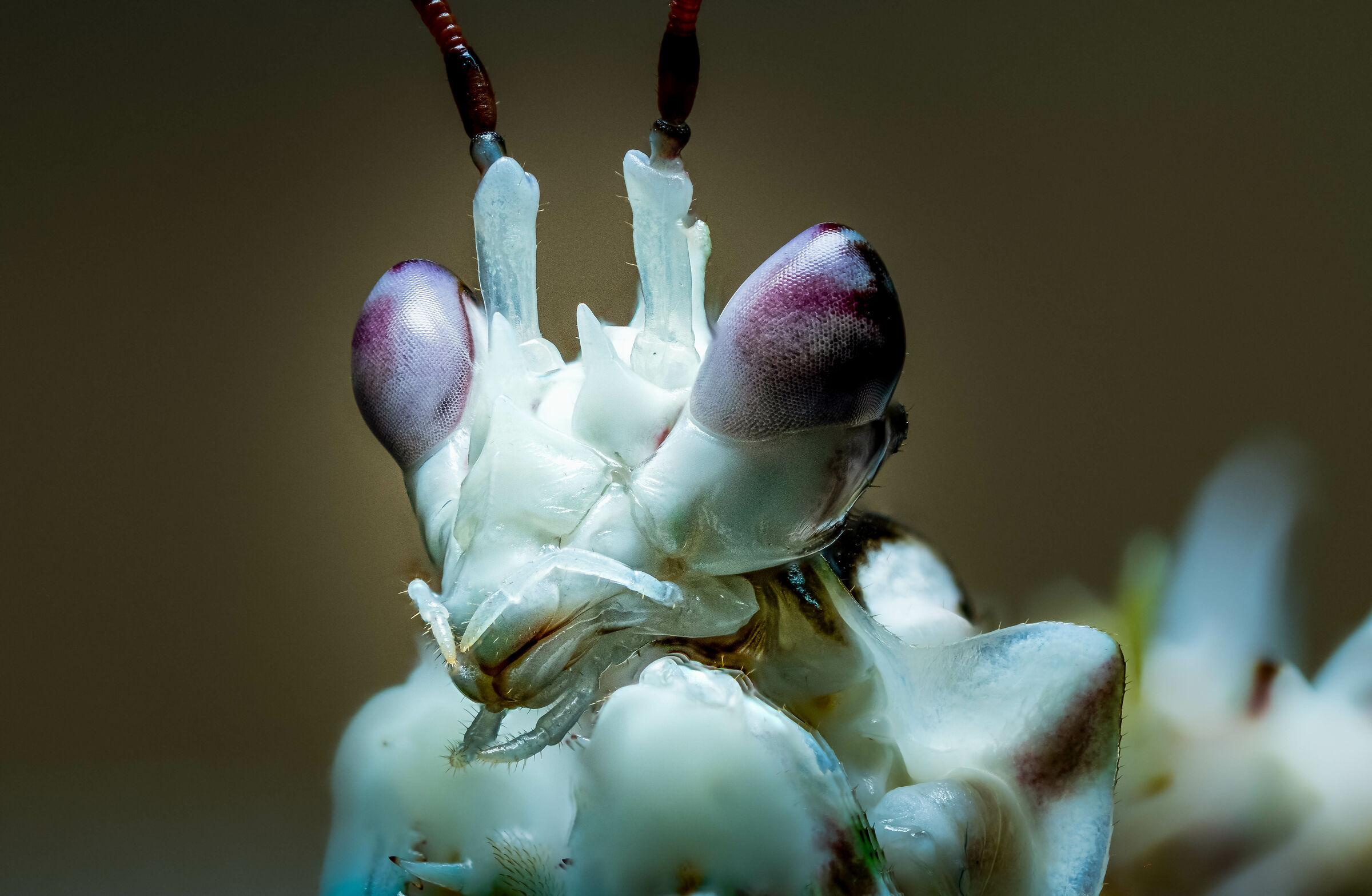 Wahlbergii Pseudocreobotra