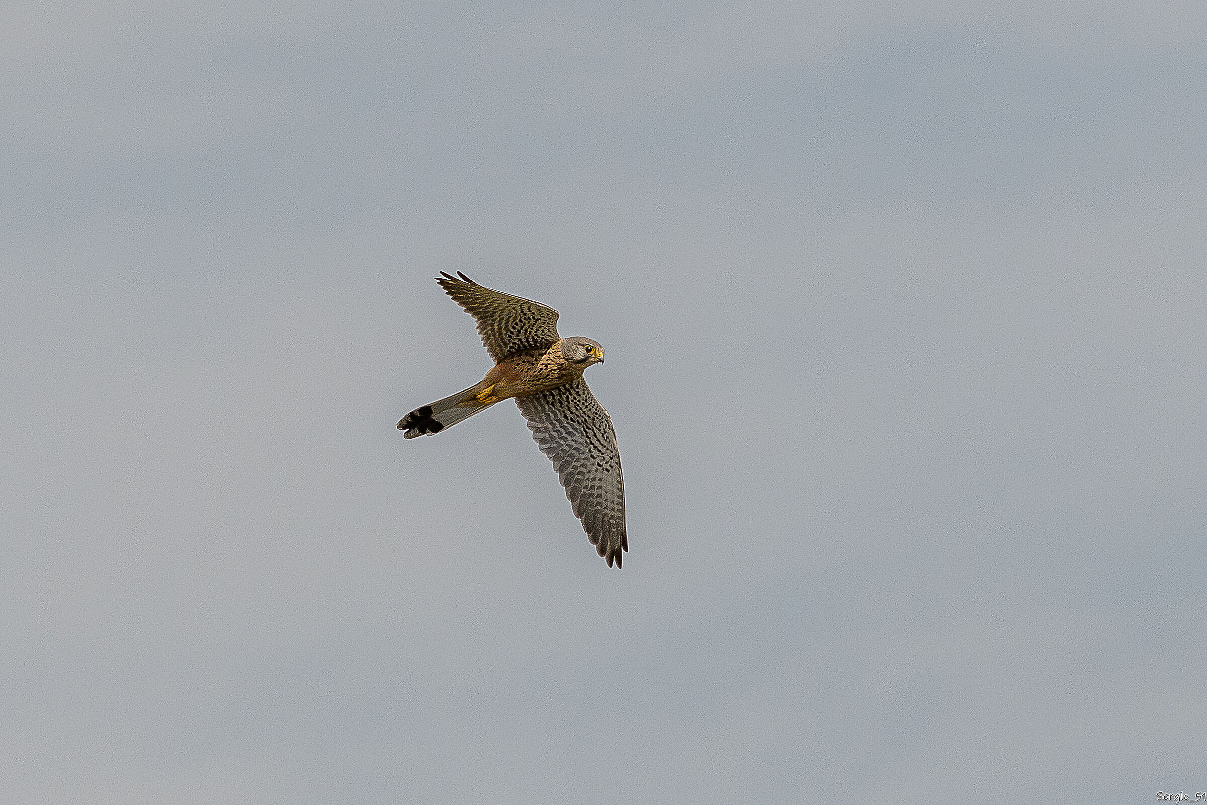 Kestrel