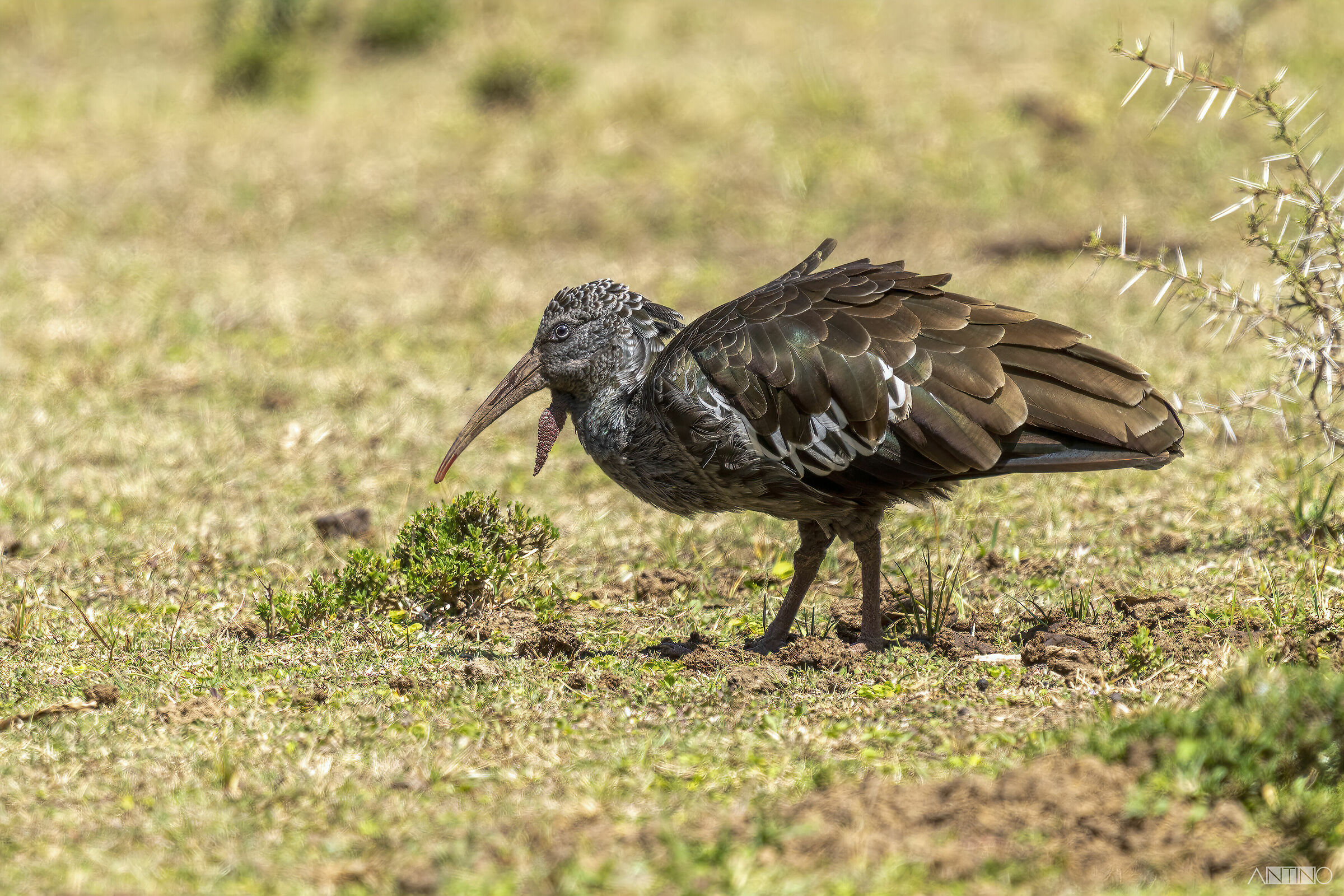 Ibis caruncolato, Bostrychia carunculata