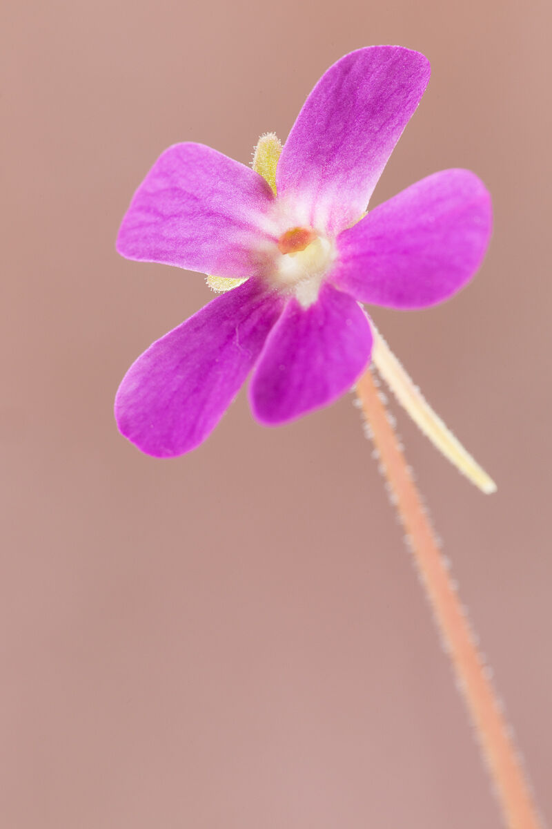 Fiore di ibrido di Pinguicula messicana ...