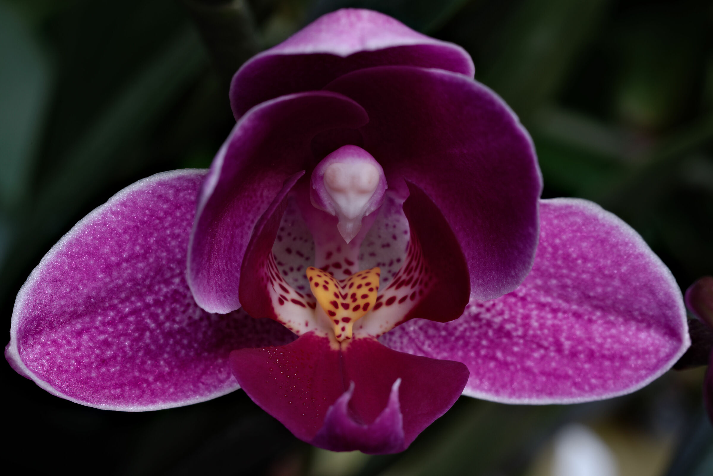 Un esserino che ti guarda