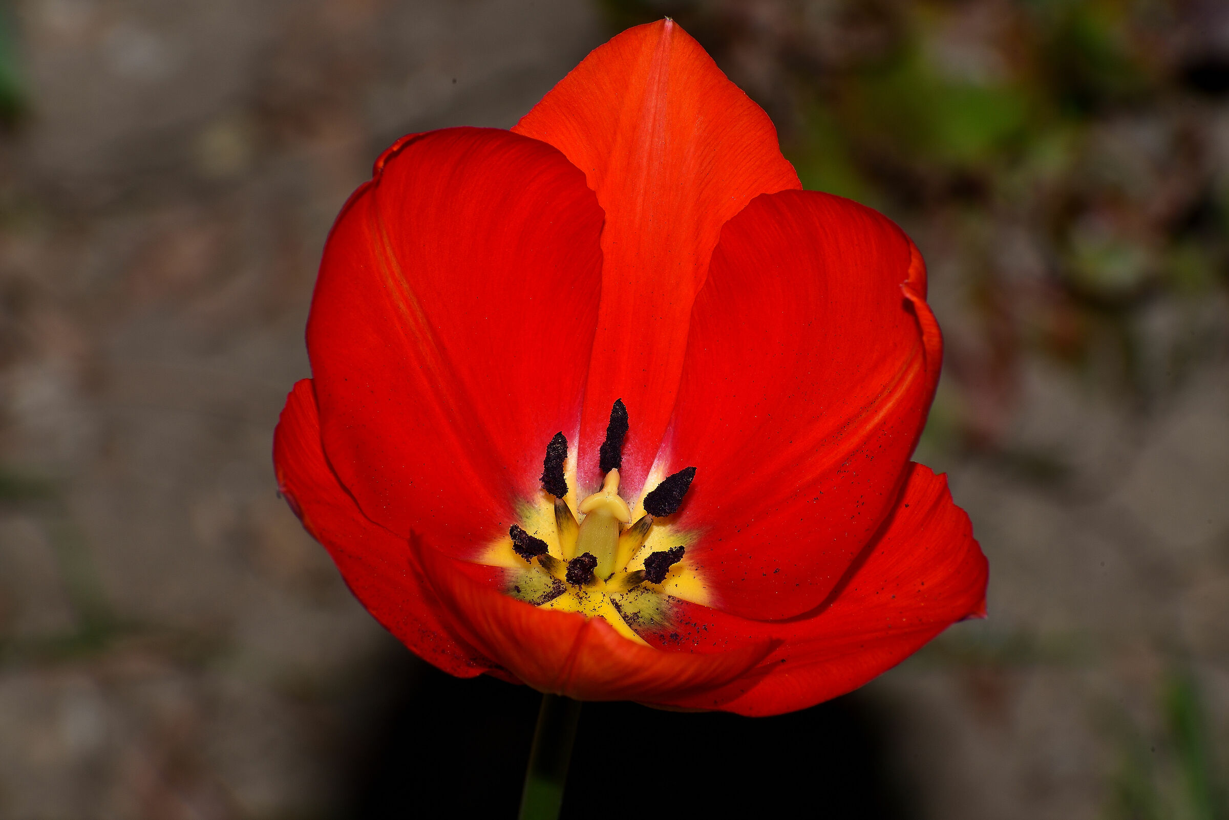 Tulipano in fiore
