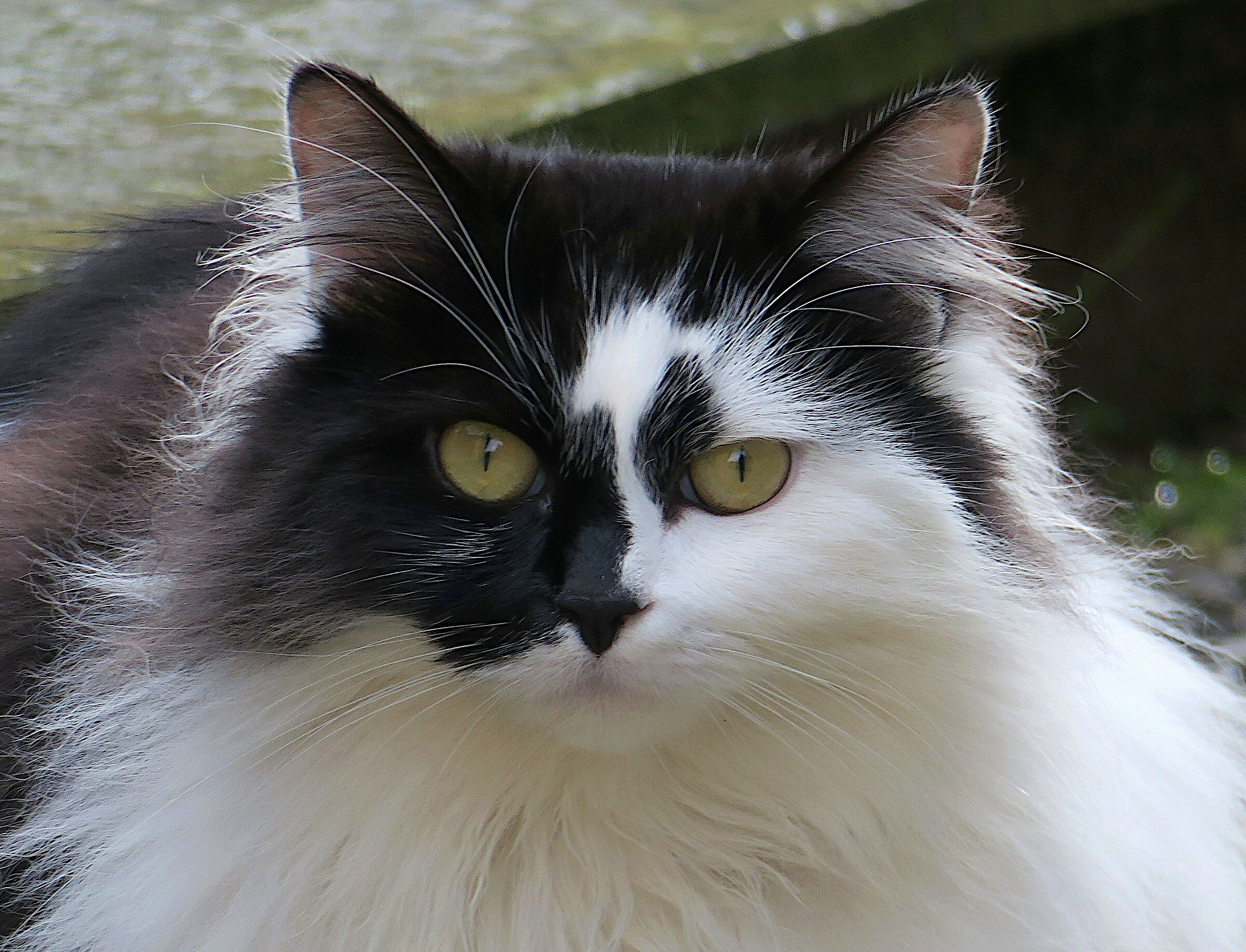 gatto del vicino 2