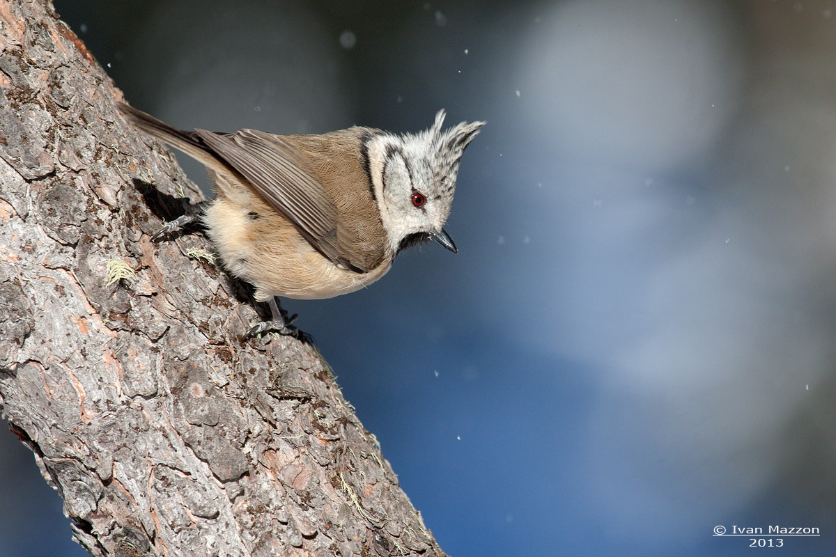 Crested Tit (Lophophanes cristatus)